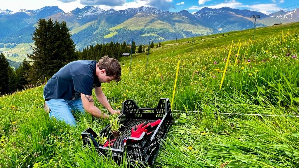 Person doing fieldwork on a meadow in the mountains