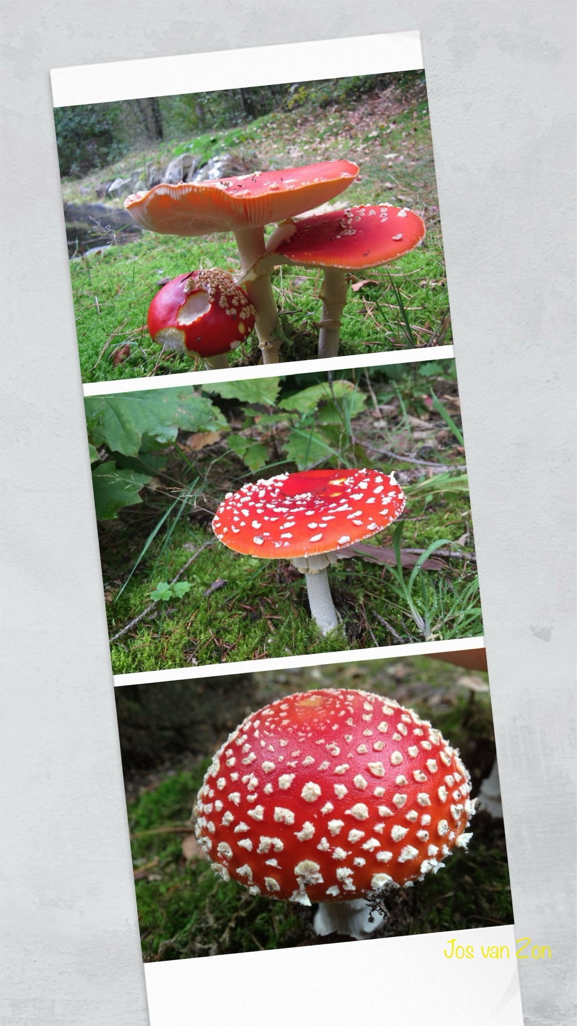 Vliegenzwammen 🍄