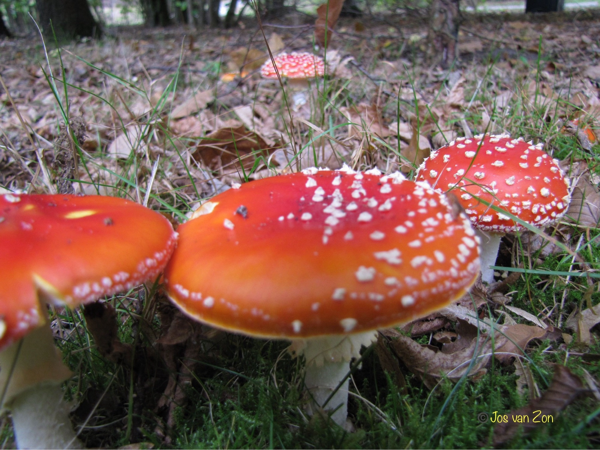 Paddenstoelen Vliegenzwammen 🍄🍄