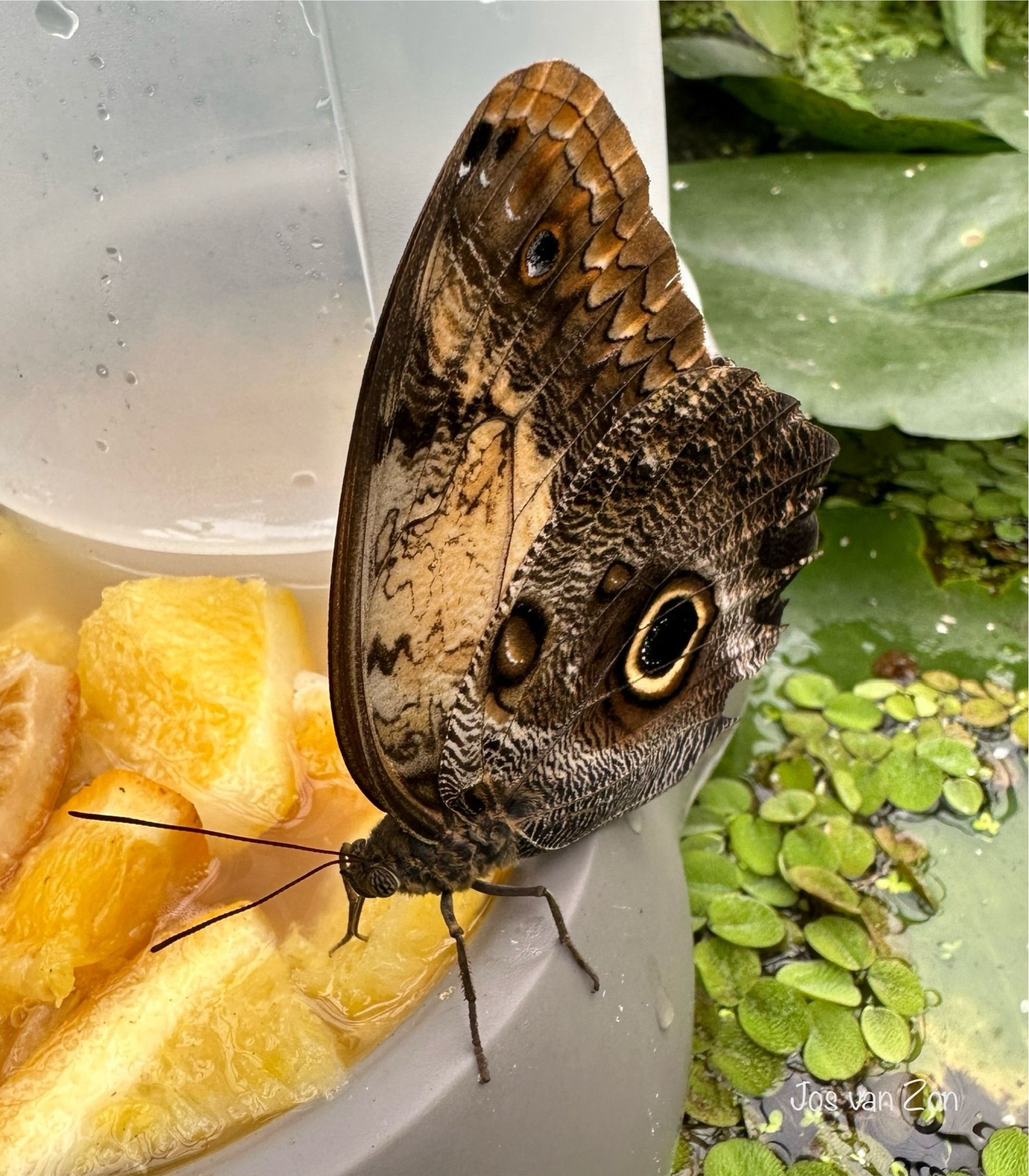 Etende UiloogVlinder in de Hortus te Leiden 🦋