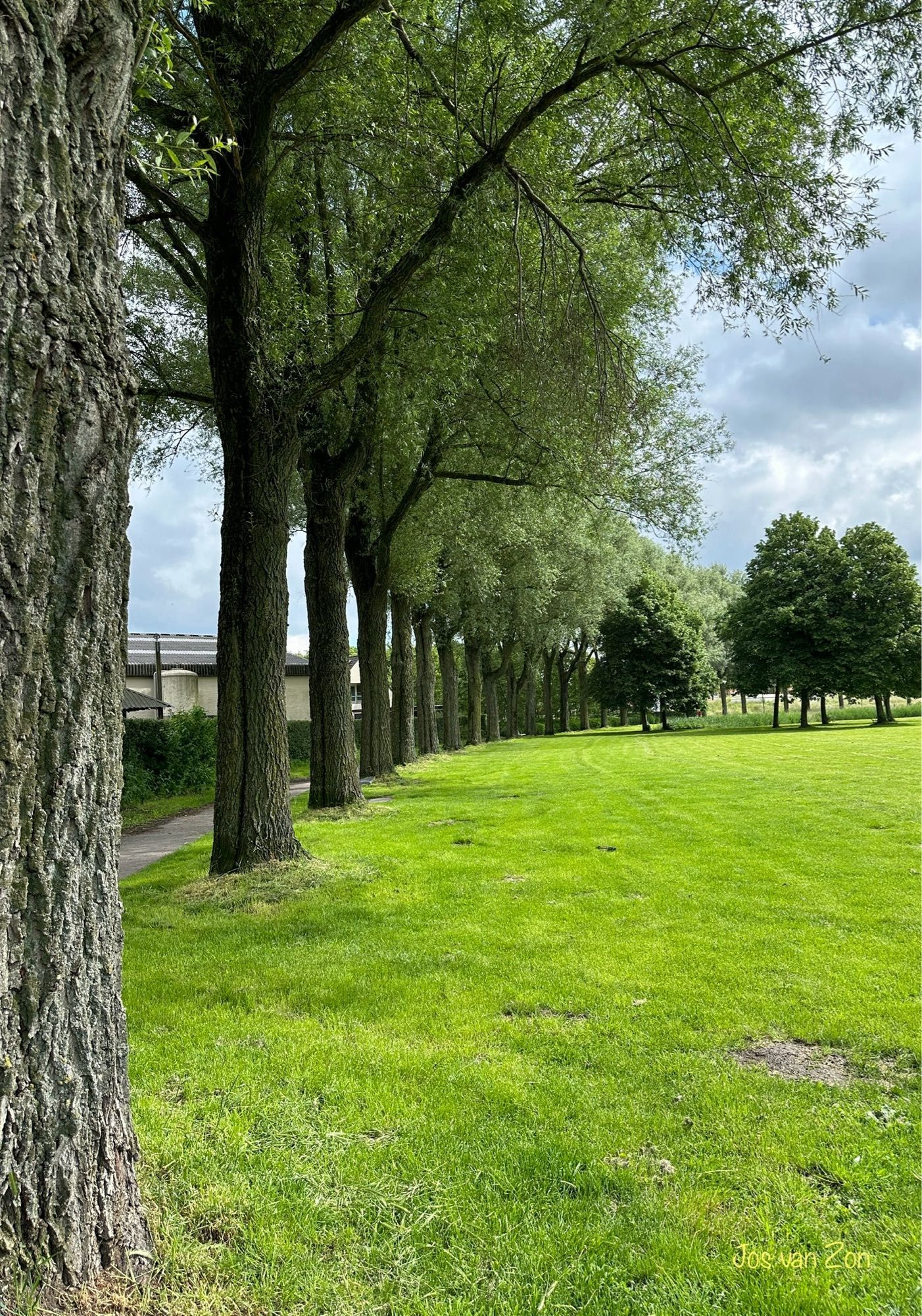 Bomen op een rij 🌳🌳🌳🌳