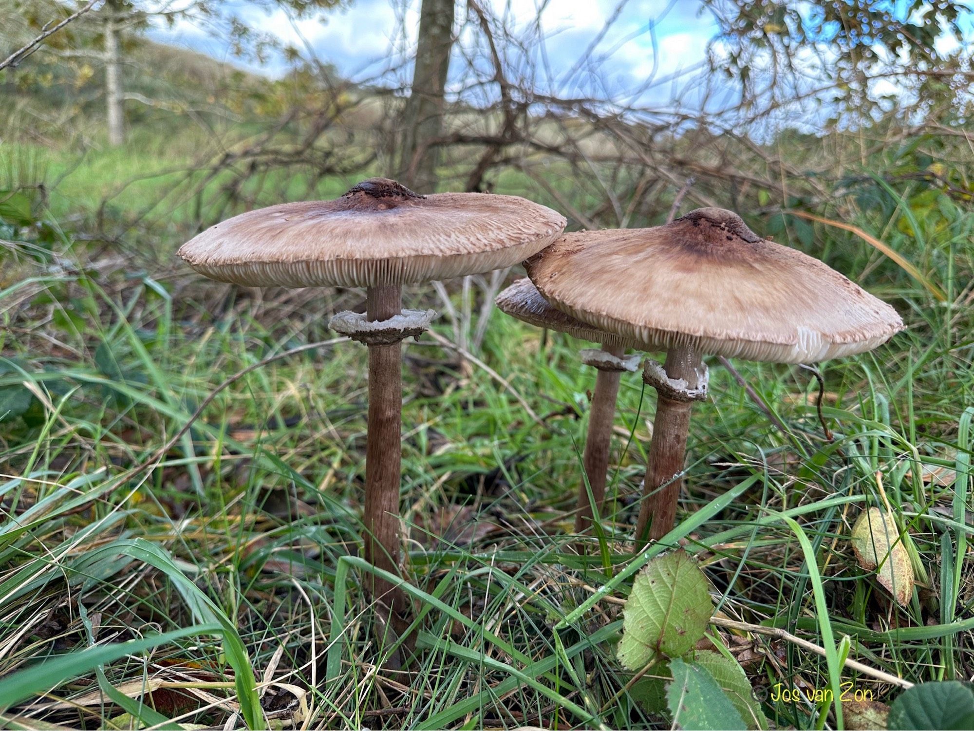 Fungus Paddestoelen 🍄‍🟫🍄‍🟫