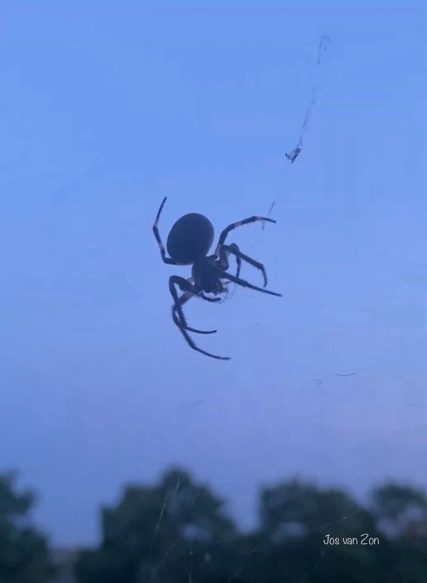 Geleedpotige 🕷️