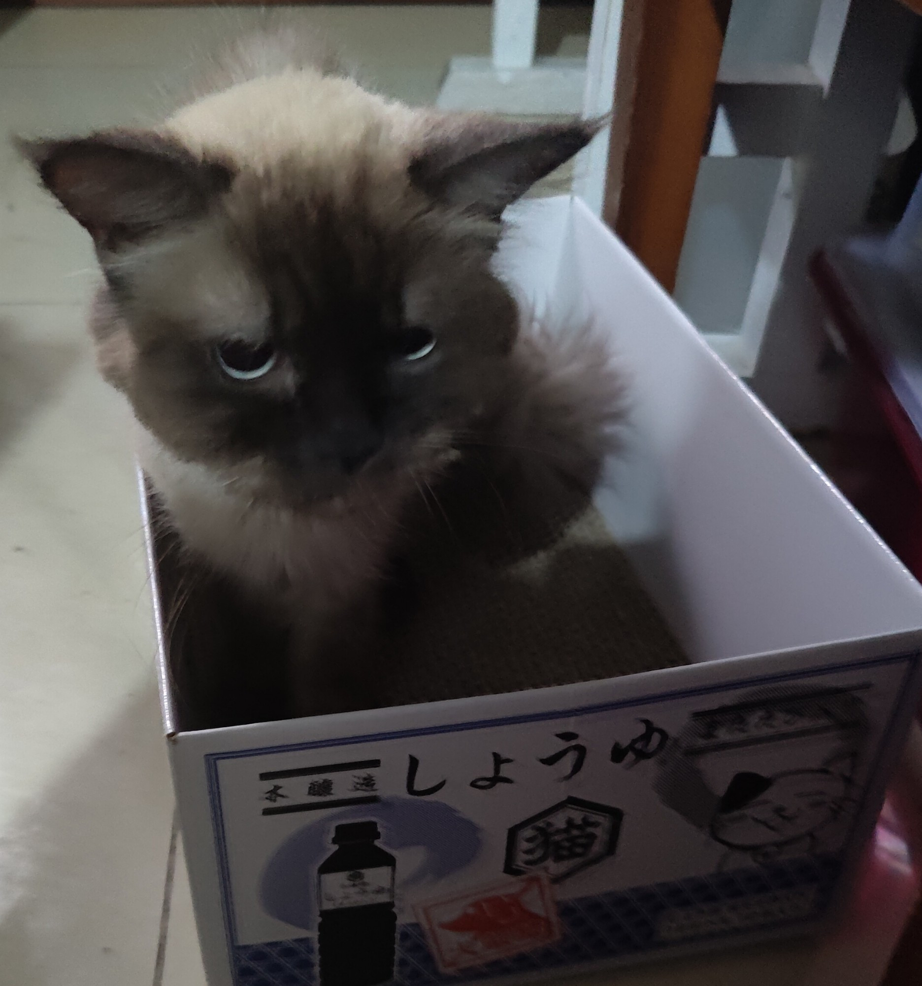 Sealpoint cat named Tofu sitting in a box