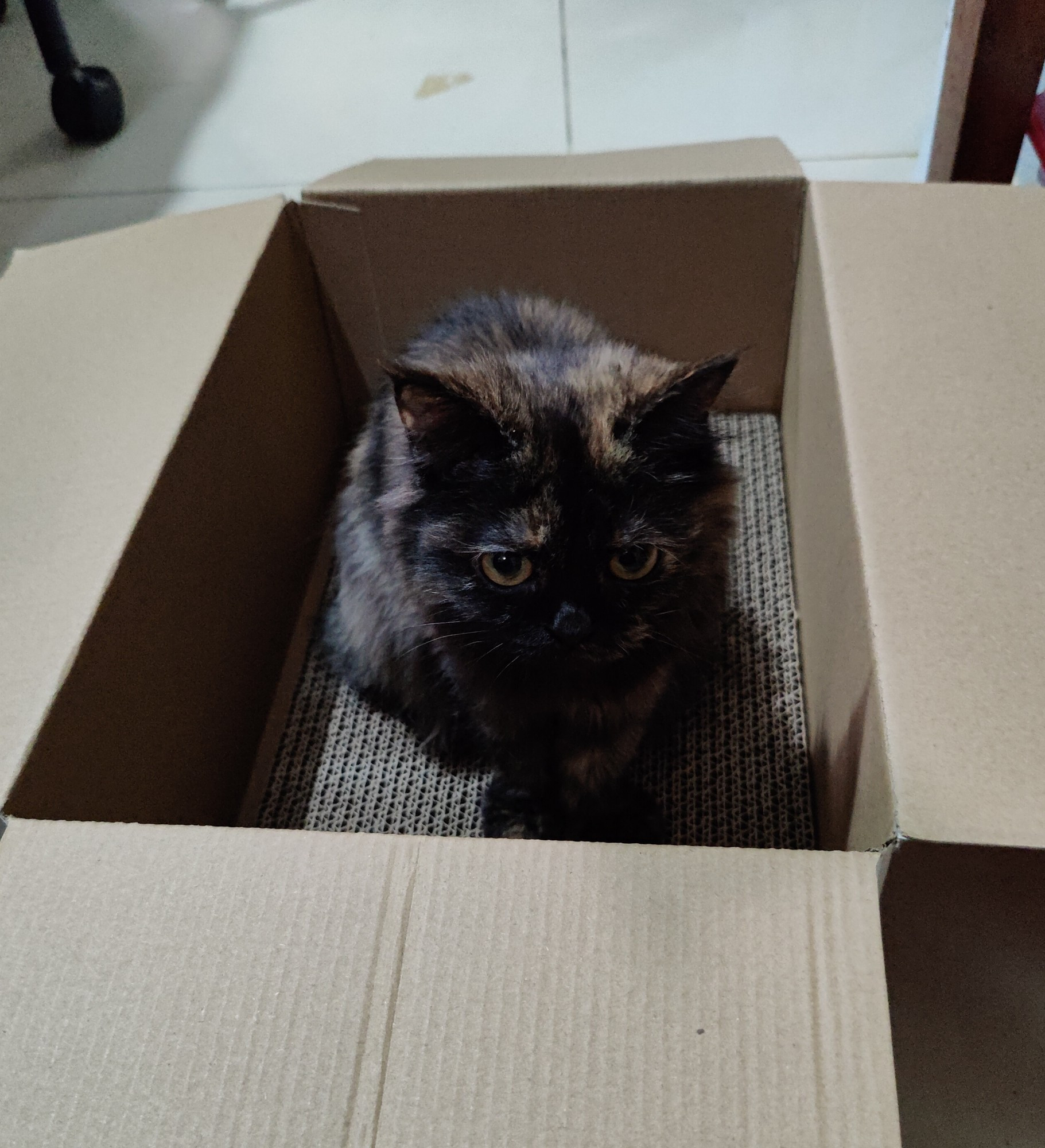 Torbie cat Coffee in a box