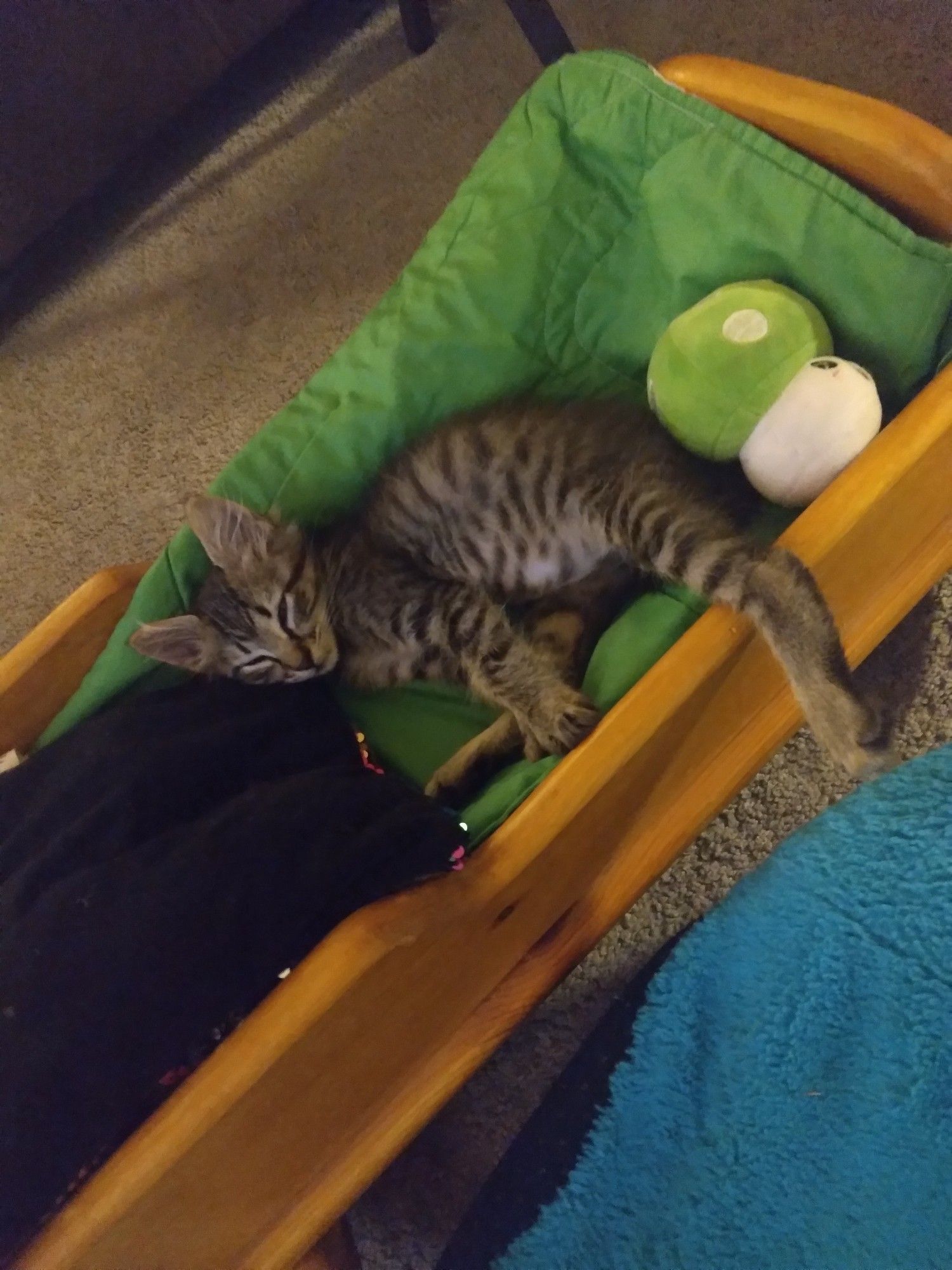 Mr Whiskers, kitten we rescued chilling in his cradle with a plushie green mushroom.