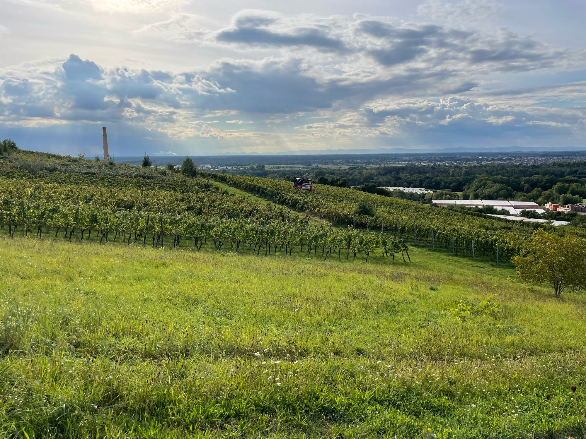 Weinfelder im Nachmittagslicht mit dunklen Wolken. Weit hinten im Bild fährt ein Vollernter.