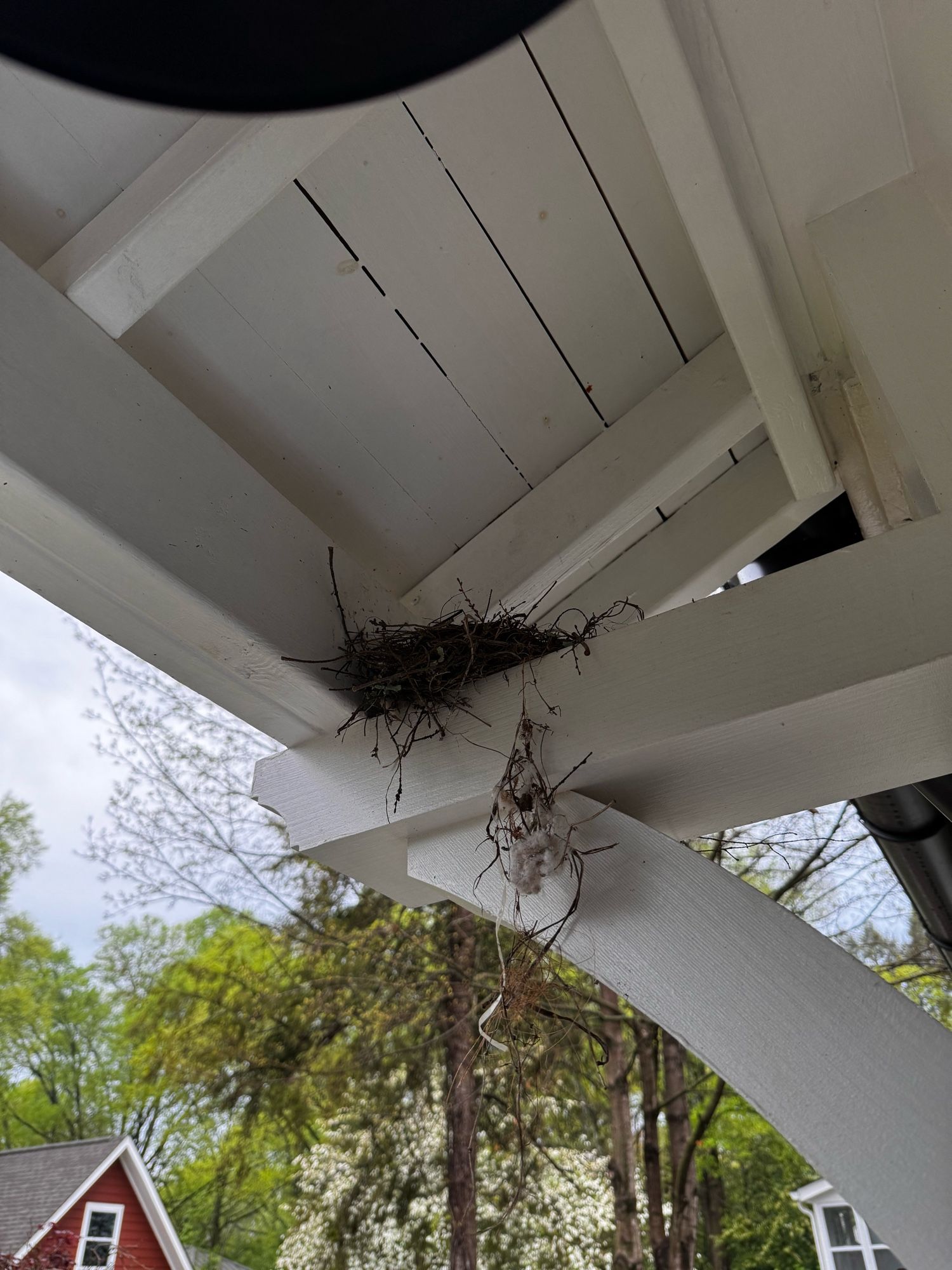 Robins(?) nest on corbel of back door roof.