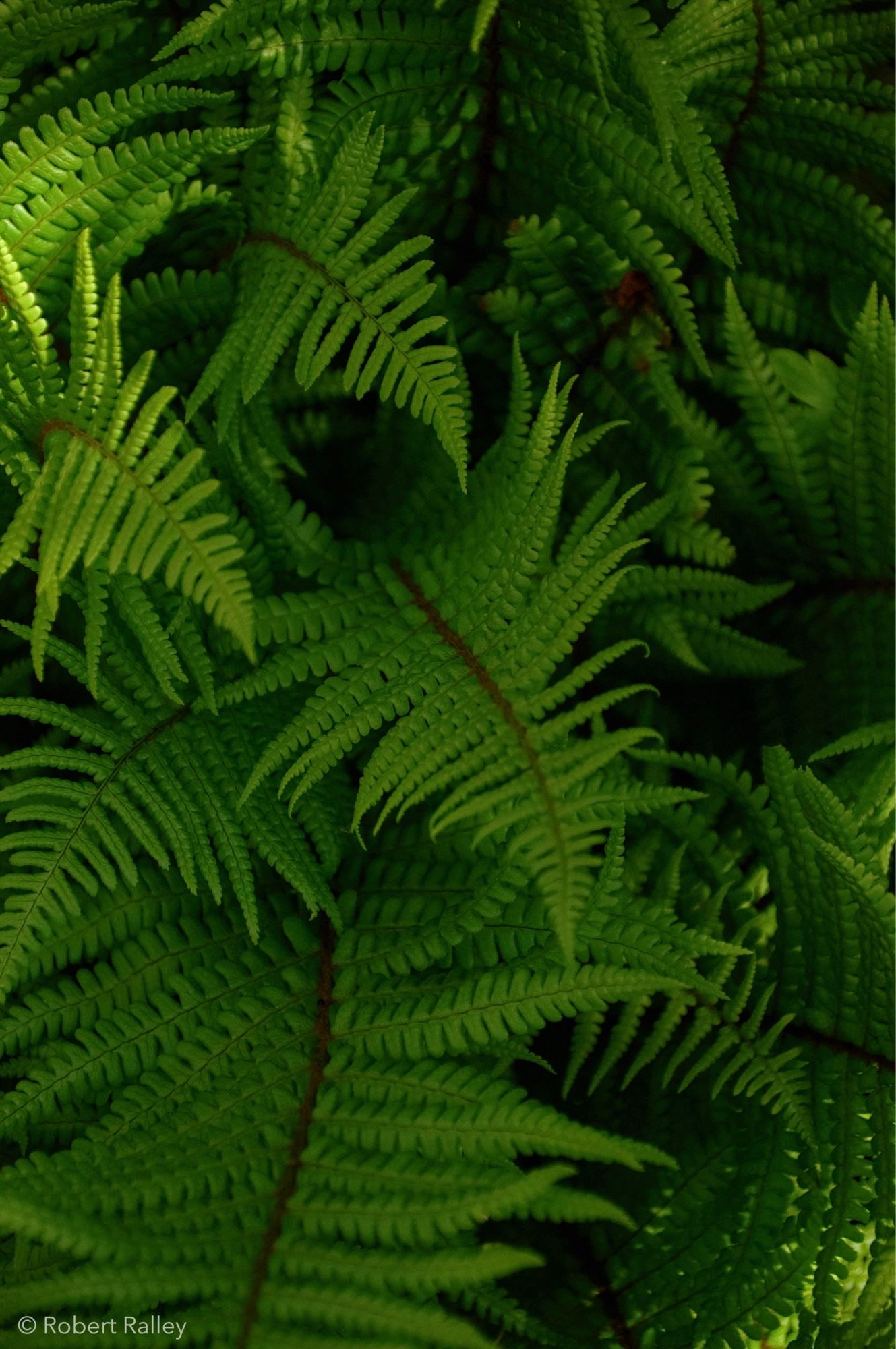 A close-up top-down view of a fern, the image full of deep green fronds pointing in different directions. There is light in the top left and bottom right of the picture.