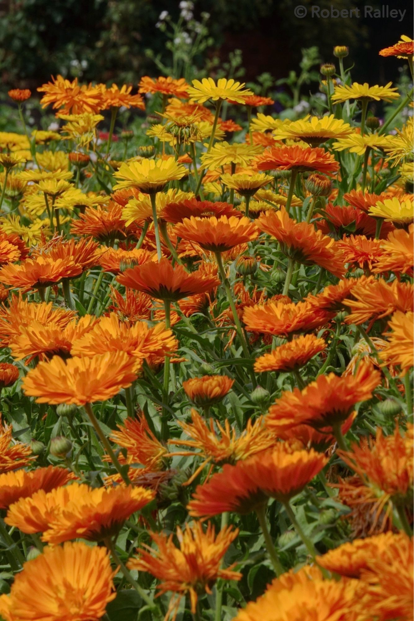 A thicket of bright orange pot marigolds, with yellow ones further off. Sunlight seems to have made them look very contrasty.