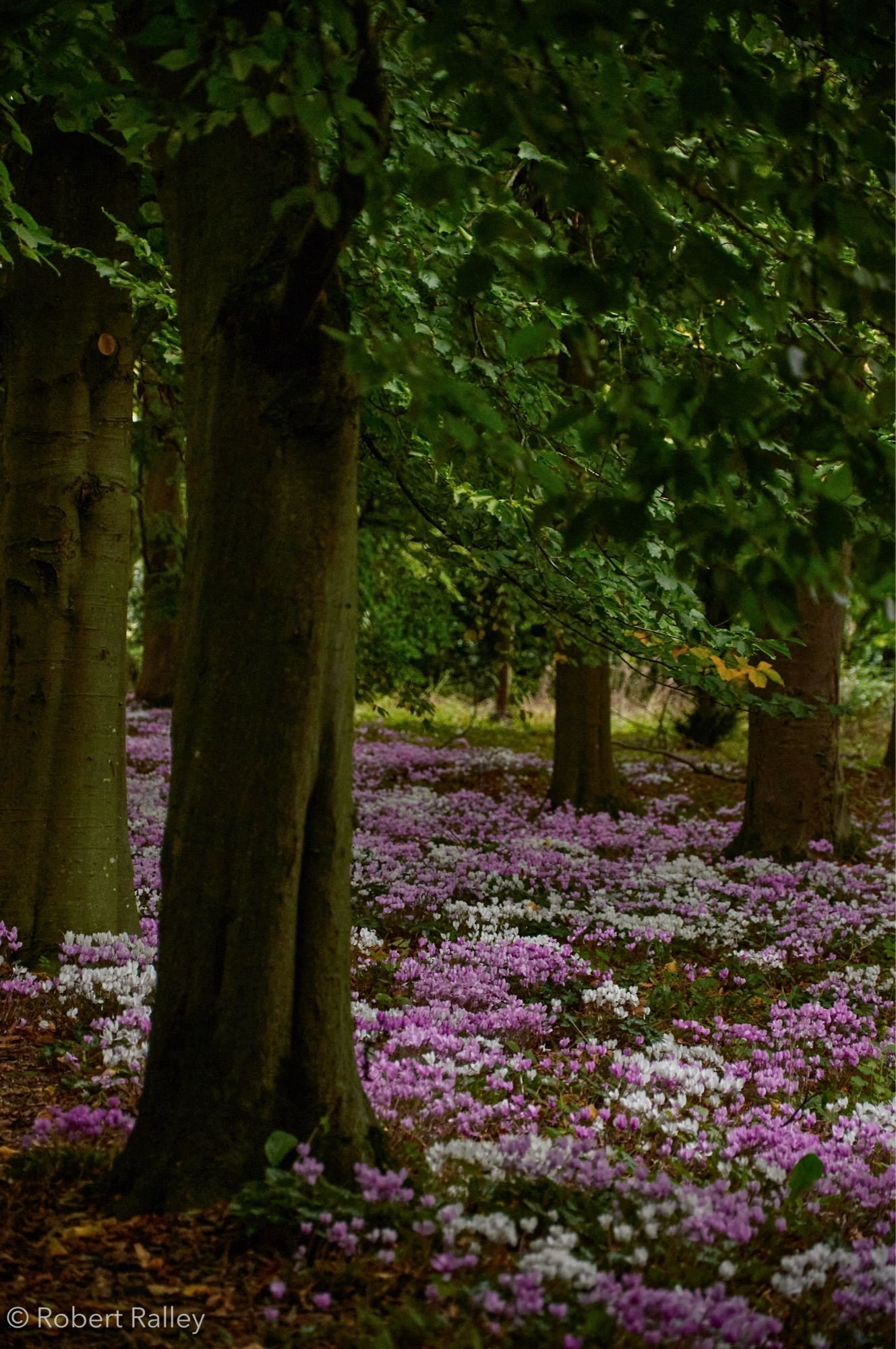 Lots of pink and white autumn cyclamen among trees, stretching off into the distance.