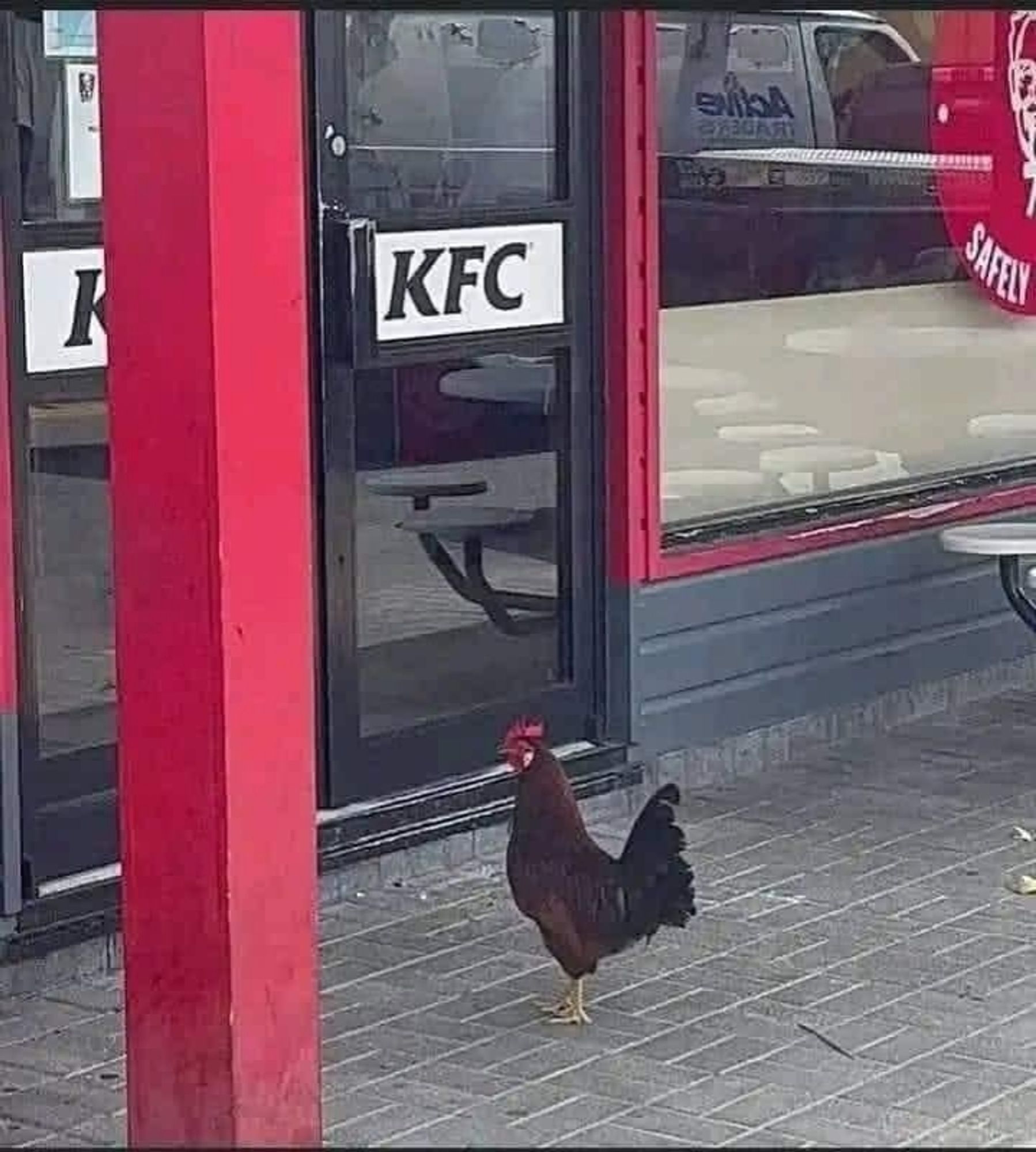 Une poule devant un KFC