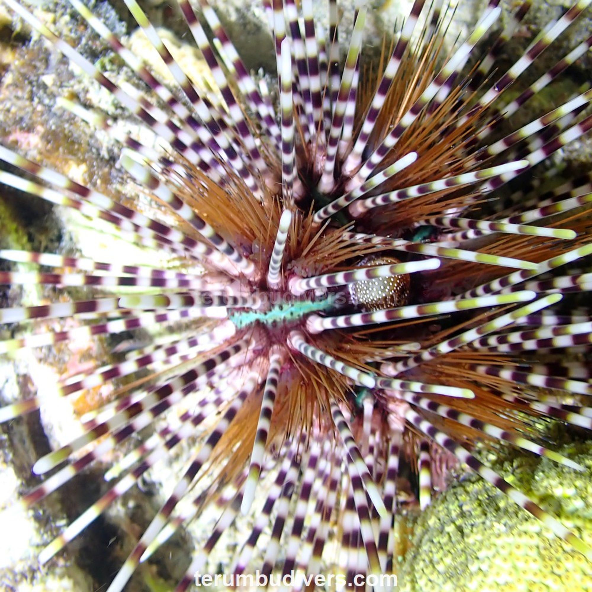 sea urchin