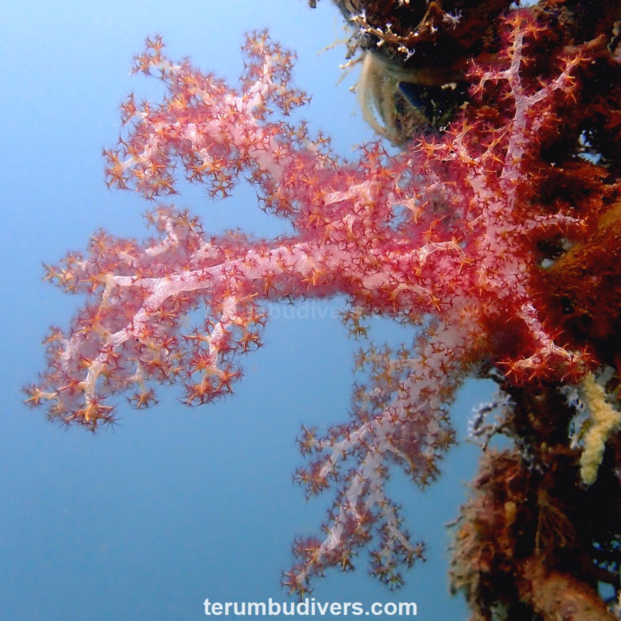 a pink red sof coral