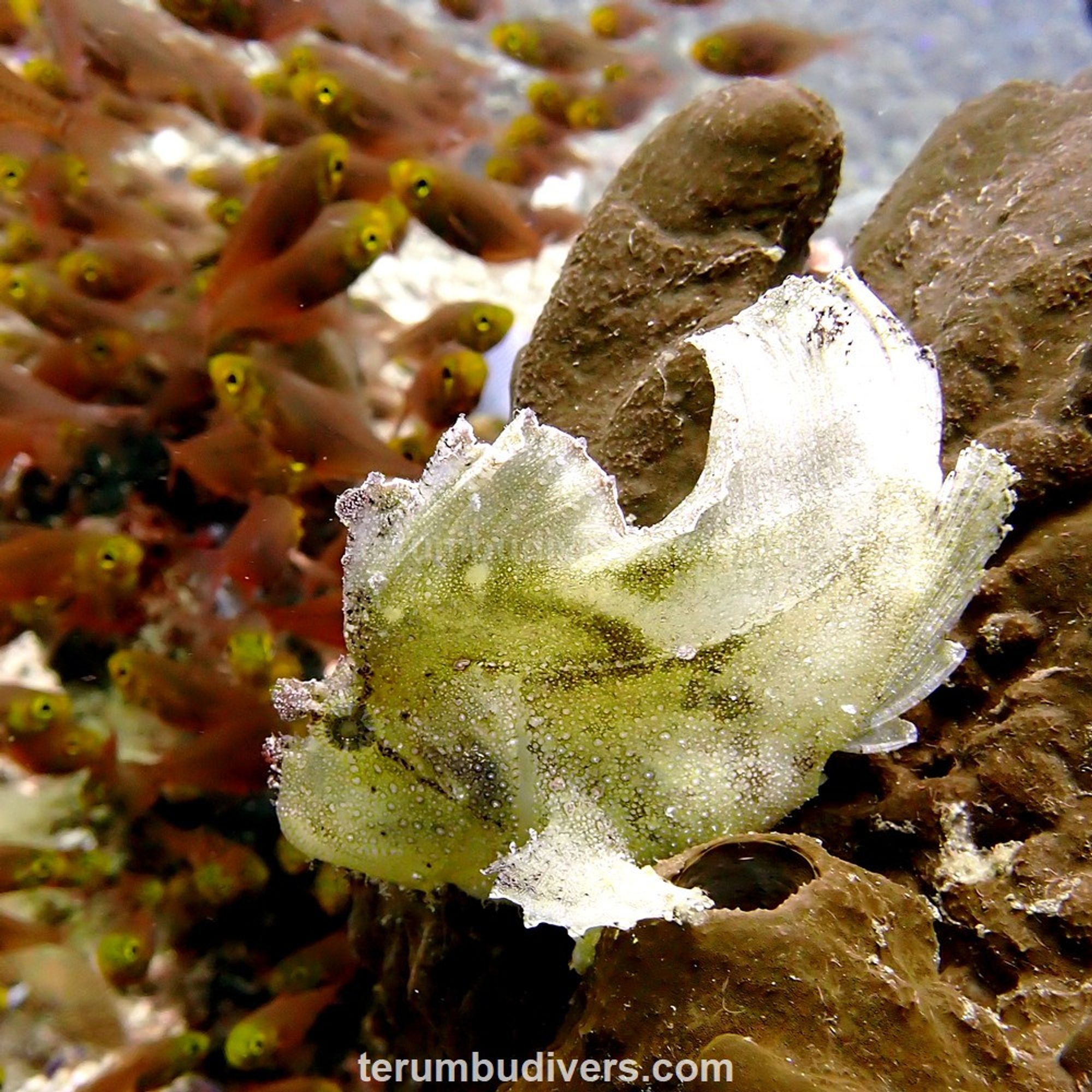 white leaf scorpionfish