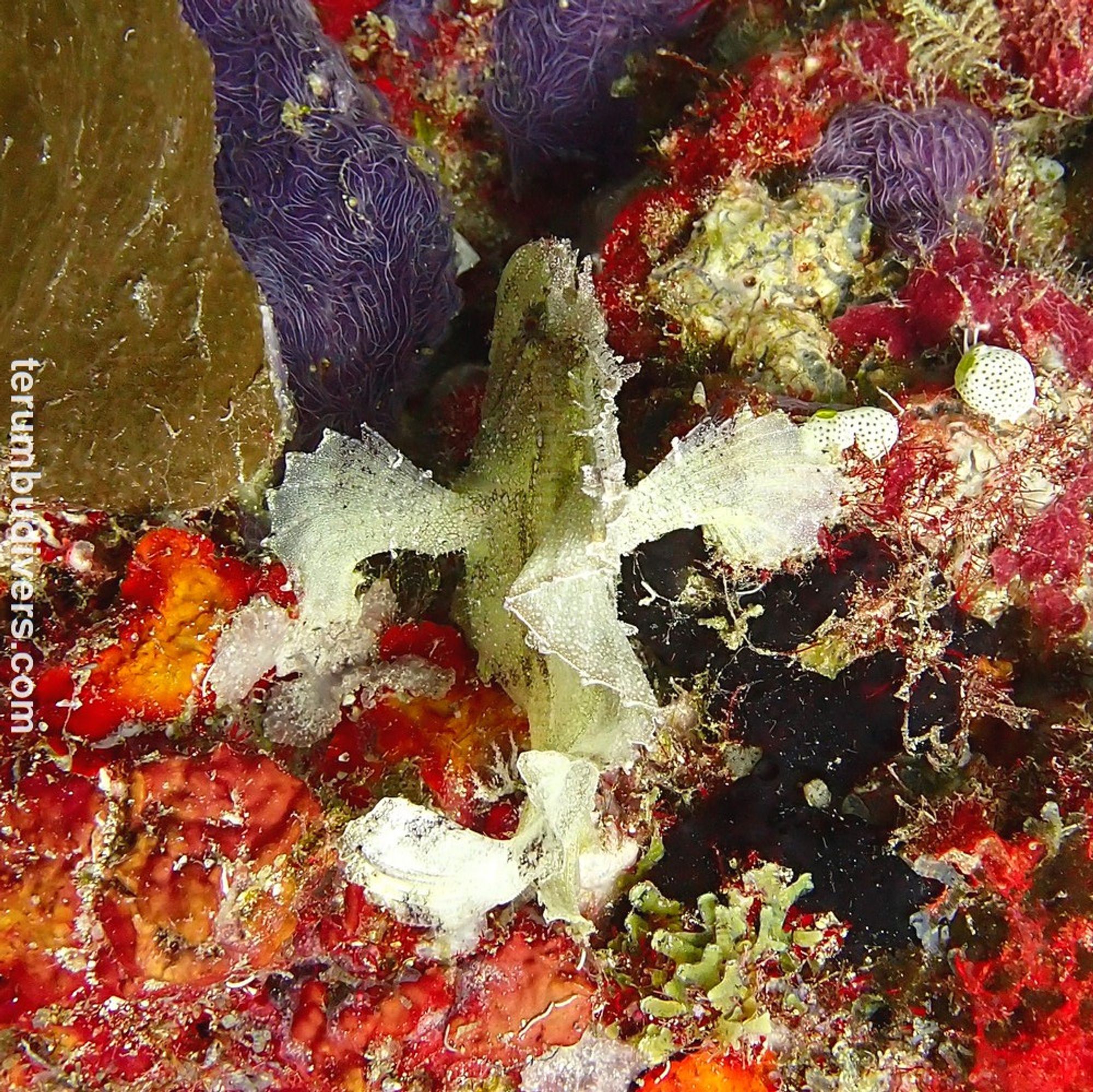 Leaf scorpionfish from above