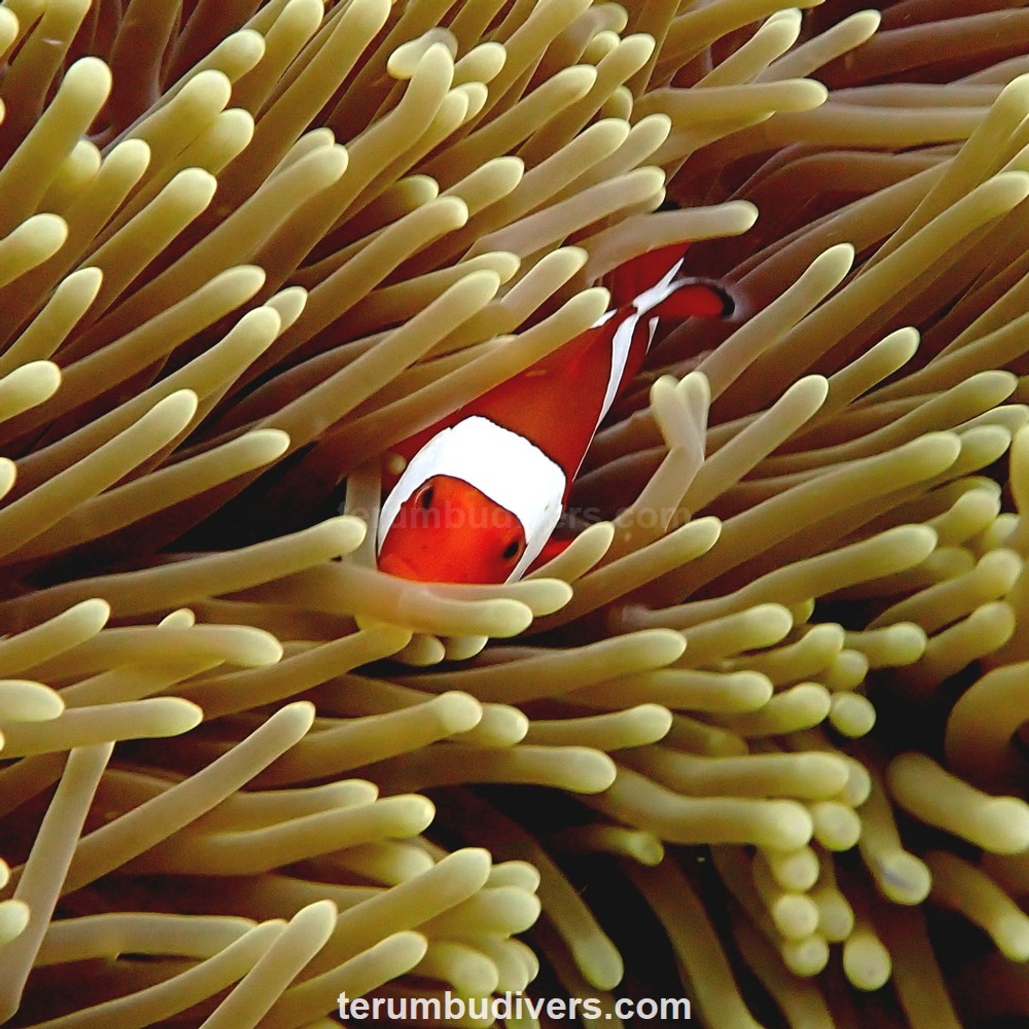 Clownfish in its anemone