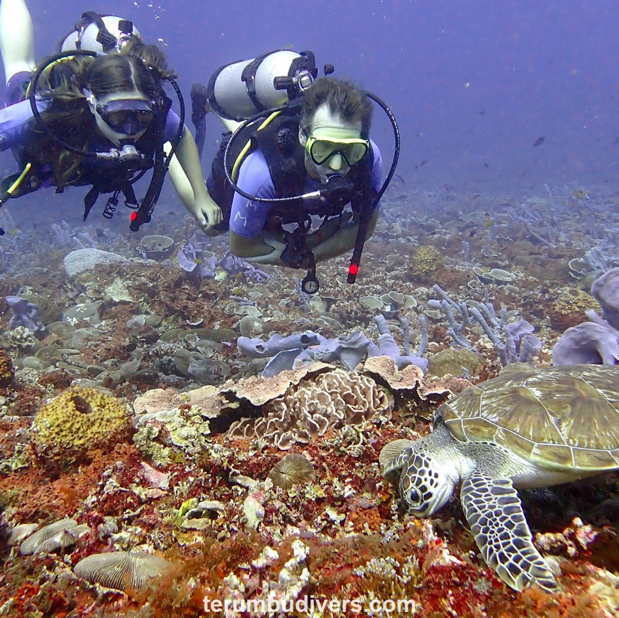 2 divers and a green turtle