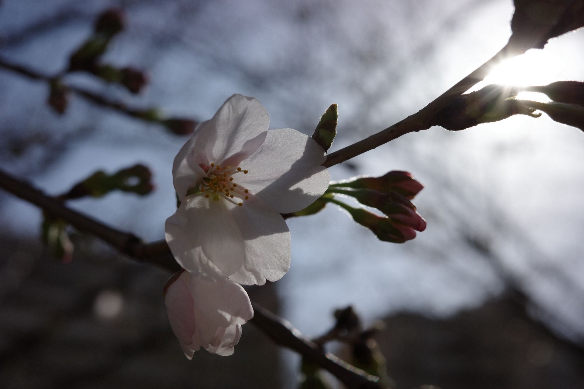 枝のシルエットが透けている桜の花びら