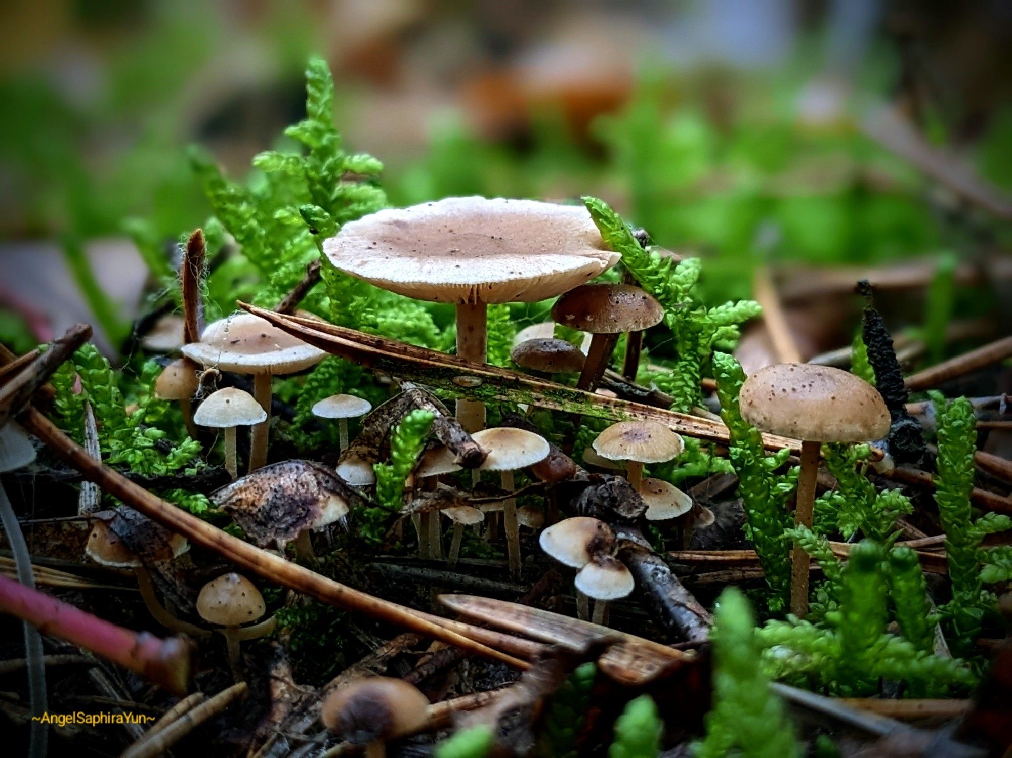 Kleine und große Pilze auf dem Waldboden, zwischen dem Moos.