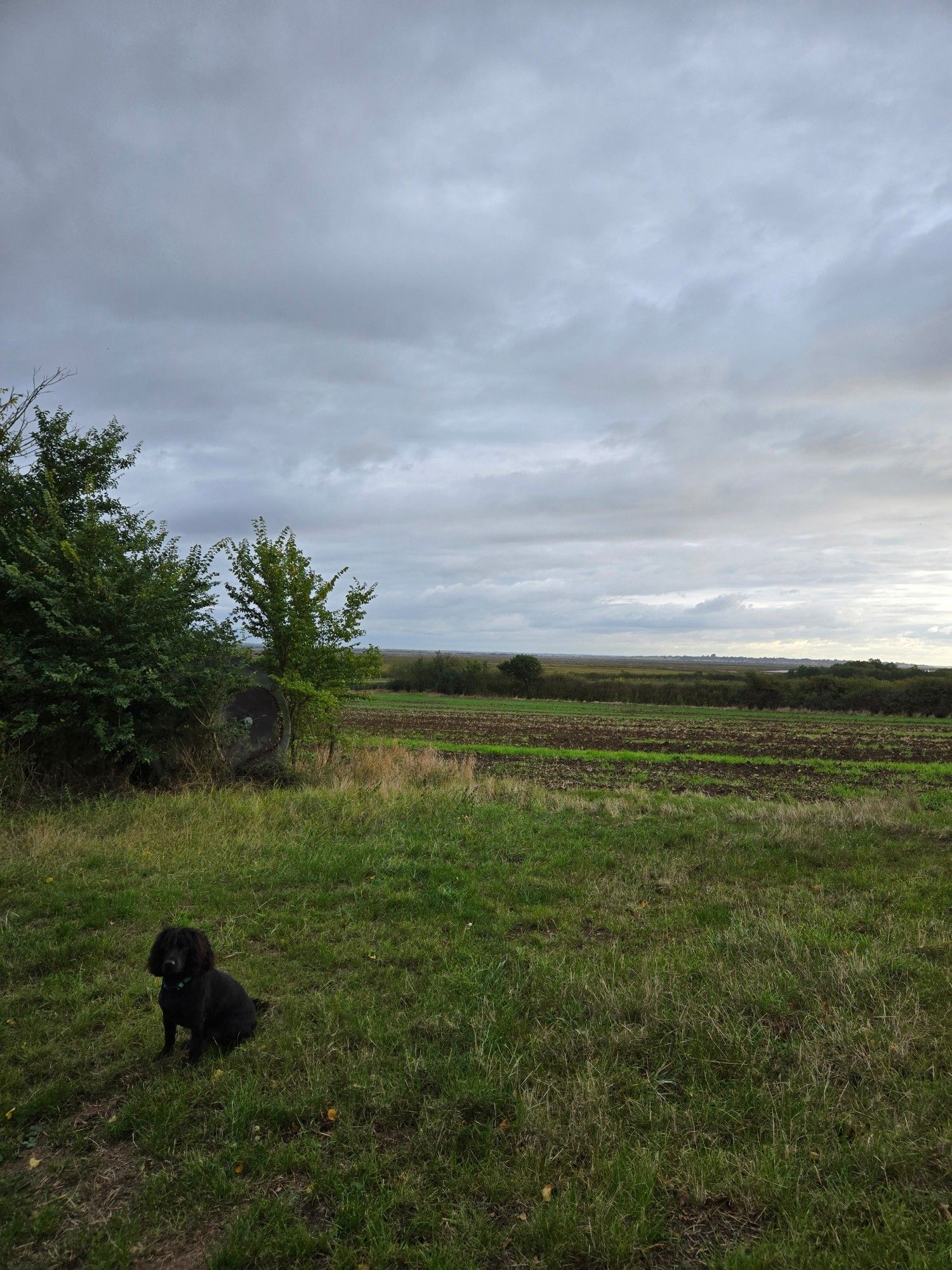 A small spaniel sits on the grass next to a hedgerow and a field