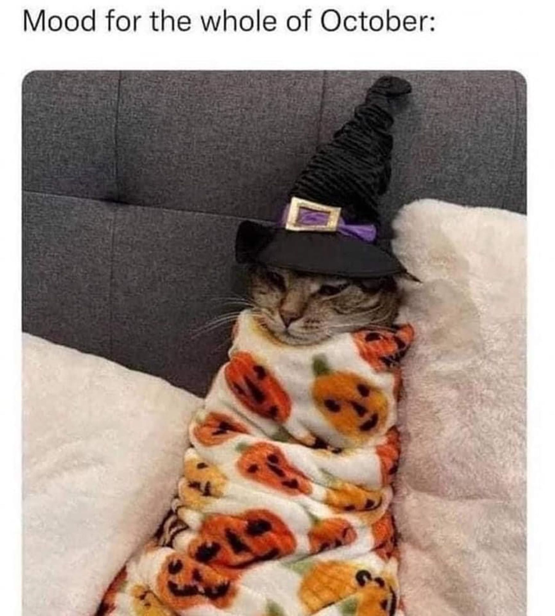 mood for december- a cat in a witches hat wrapped in a pumpkin blanket