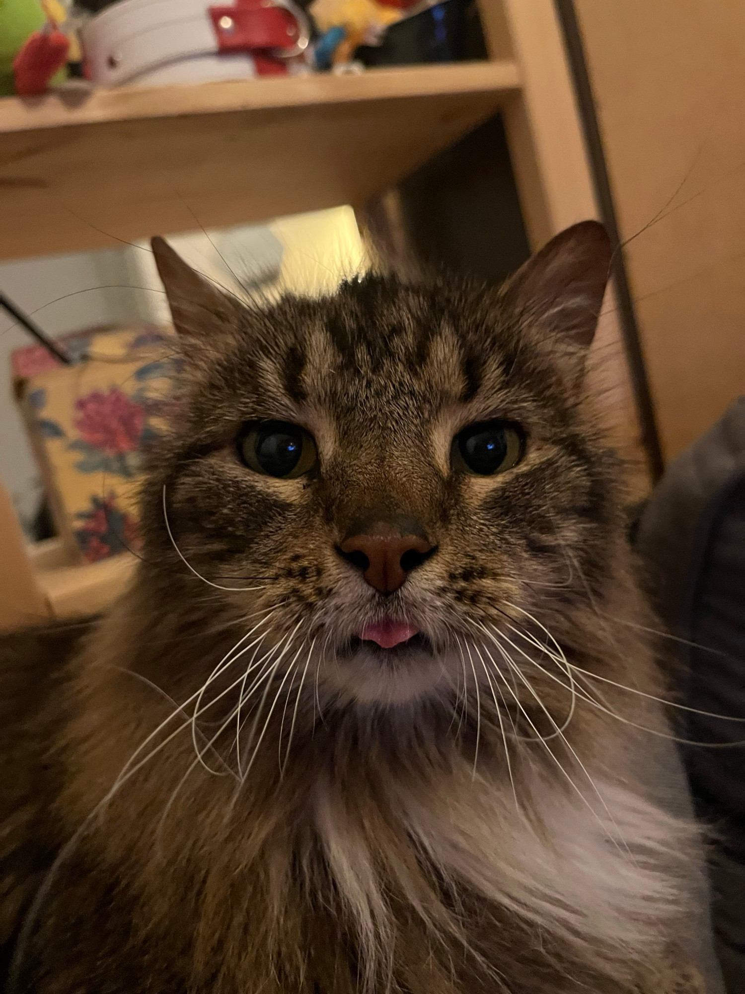 My beautiful babyboy name of Leo. He’s an adorable ragamuffin sort of cat and he’s so fluffy and dumb looking and has no brain. He’s directly facing the camera and his tongue is stuck out a little bit. He’s perfect. 