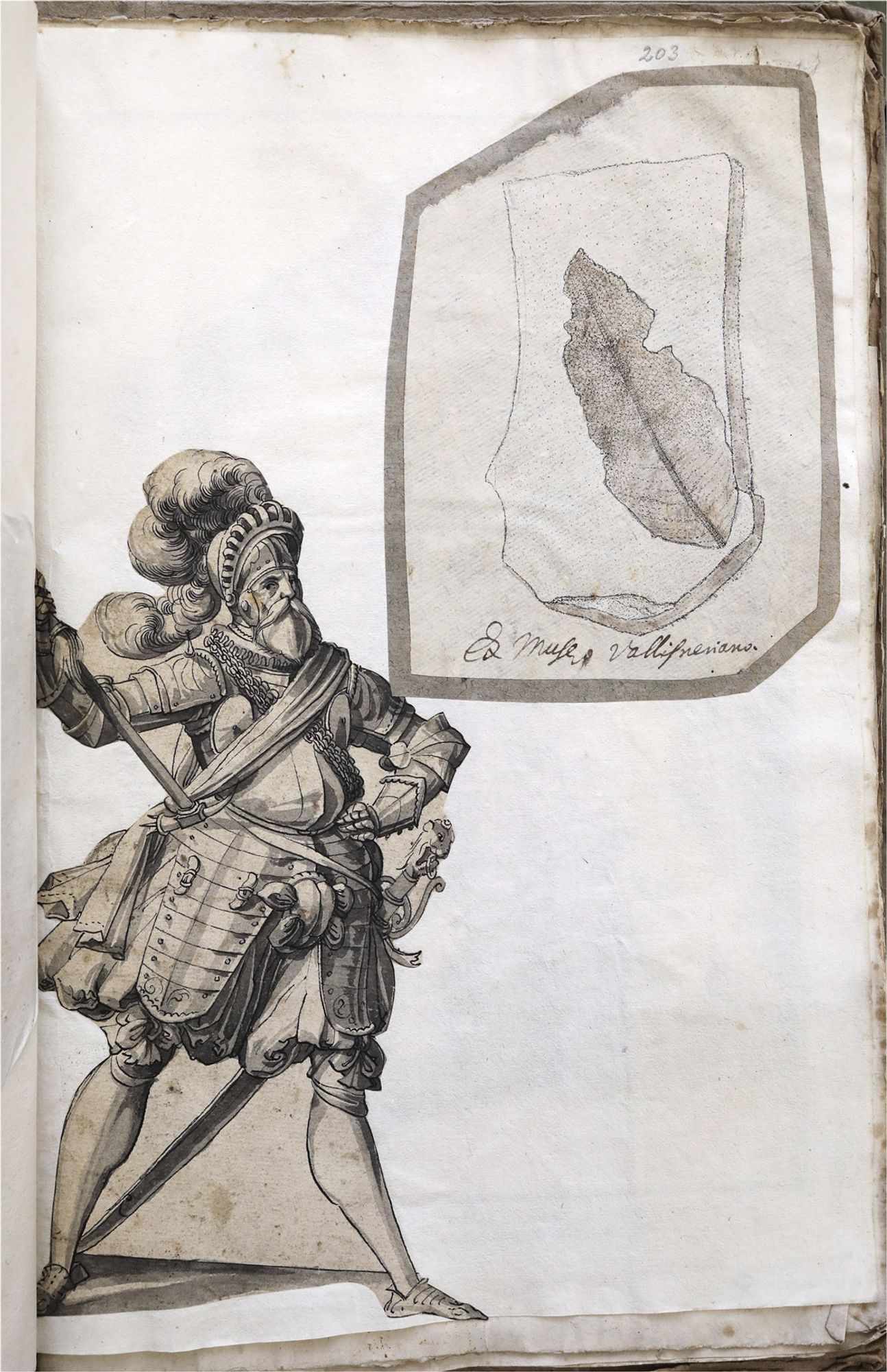 A blank page with two glued-on cut-out images, one of a fossil leaf, and one of a medieval knight in full armour