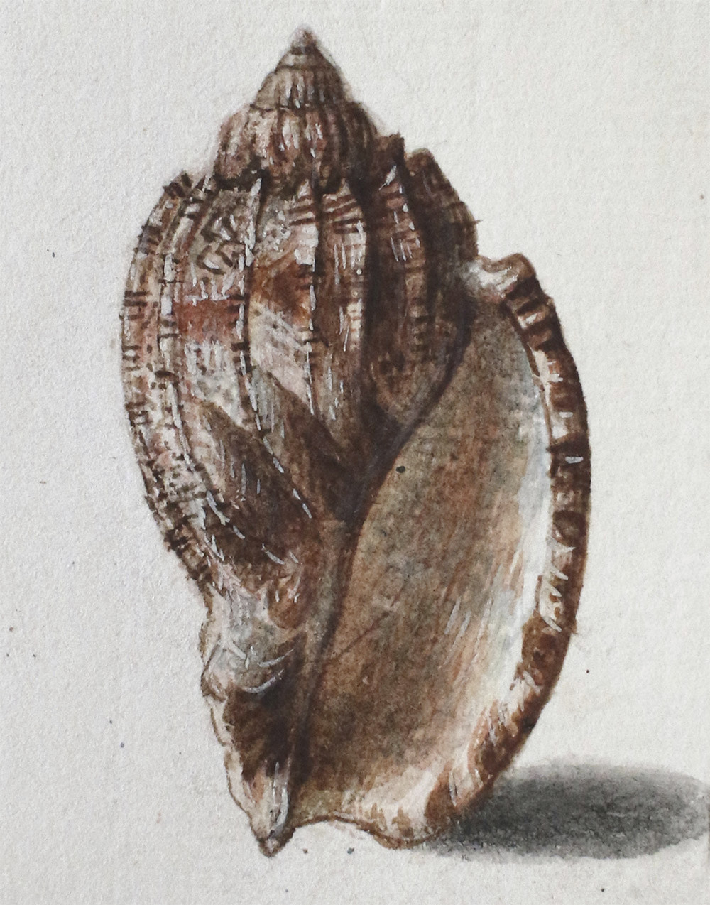 Close-up of the volute shell in ventral view ('front')