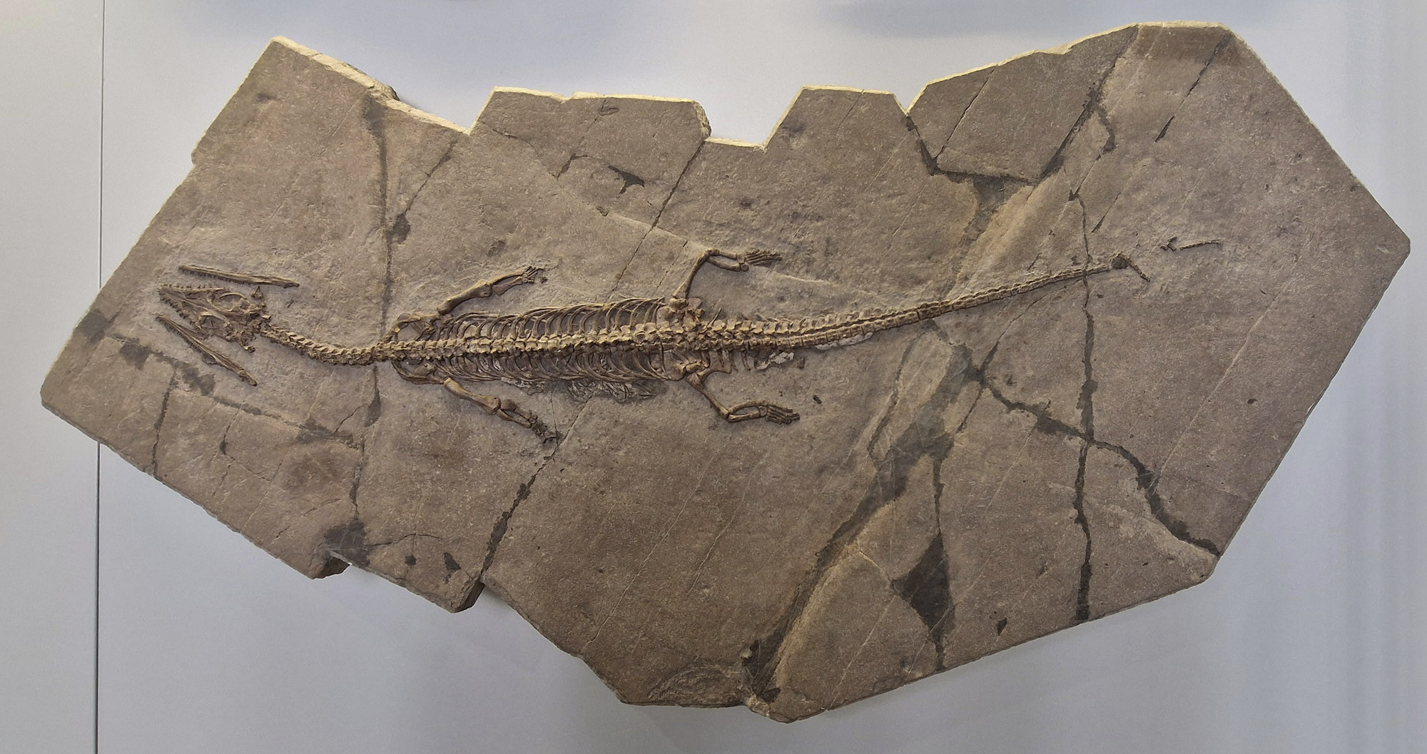 Complete fossil skeleton of a small marine reptile, ca. 60 cm long, partly embedded in a stone slab.