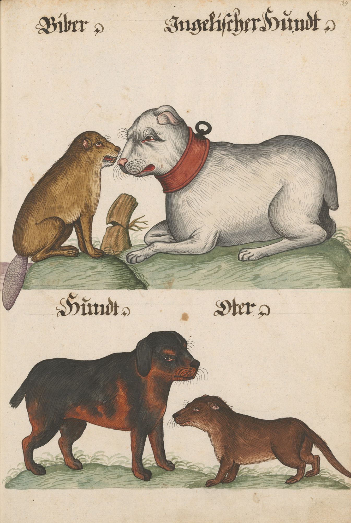 A page from a manuscript book with animal and plant drawings: On top an angry dog faces an angry beaver; a tree stump is visible behind them. On the bottom a dog faces an otter.