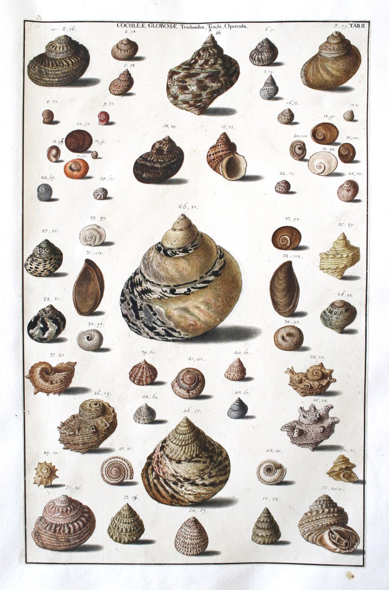 A large plate with painted snail shells, found in Johannes Gessner's 'Museum' manuscript at the Zentralbibliothek Zurich (Ms NFF3)