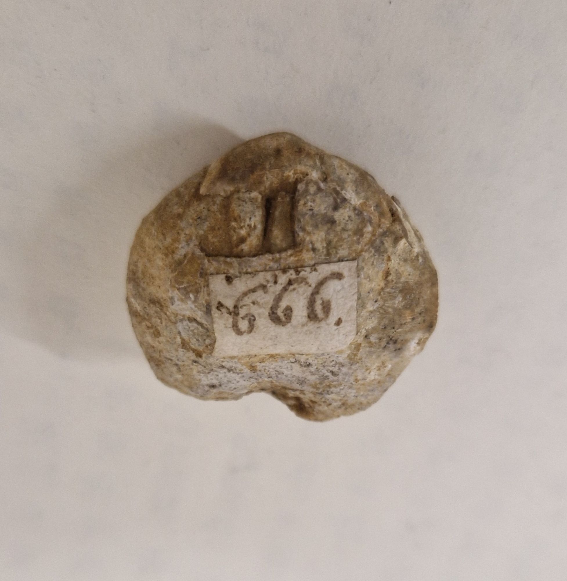 An endocast (sediment fill) of a brachiopod shell. An old handwritten label carries the number 666, written in ink.