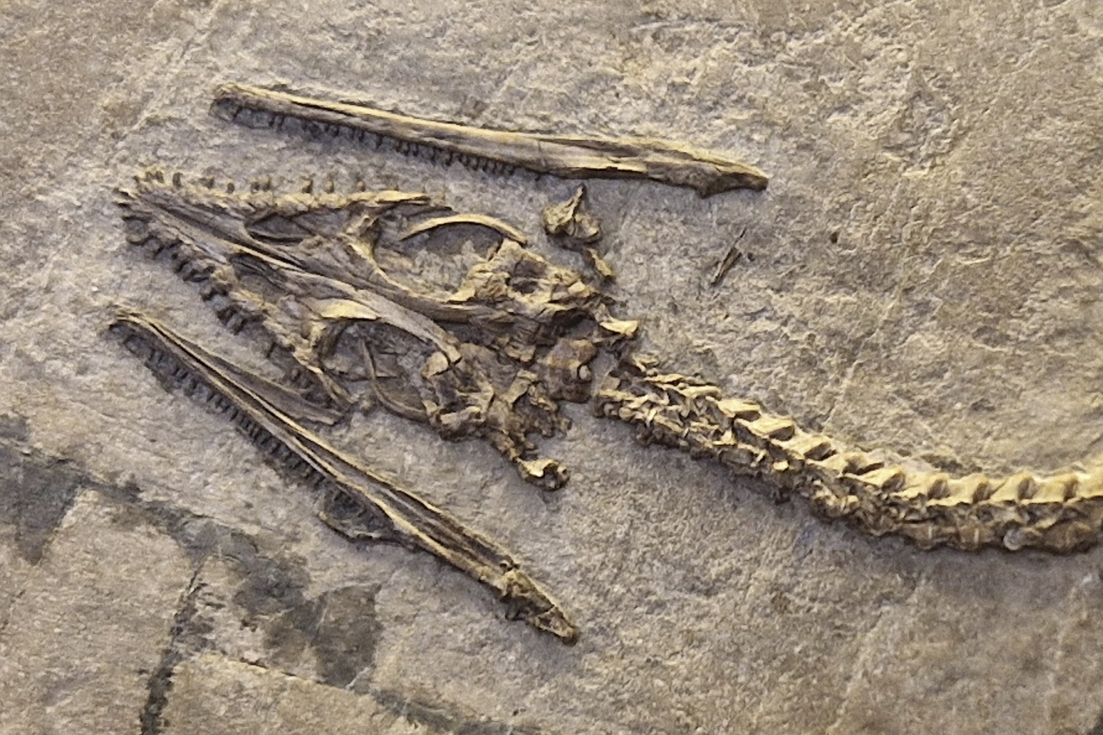 Close-up of the skull, seen from above, with the lower jaws laying symmetrically alongside either side of the skull