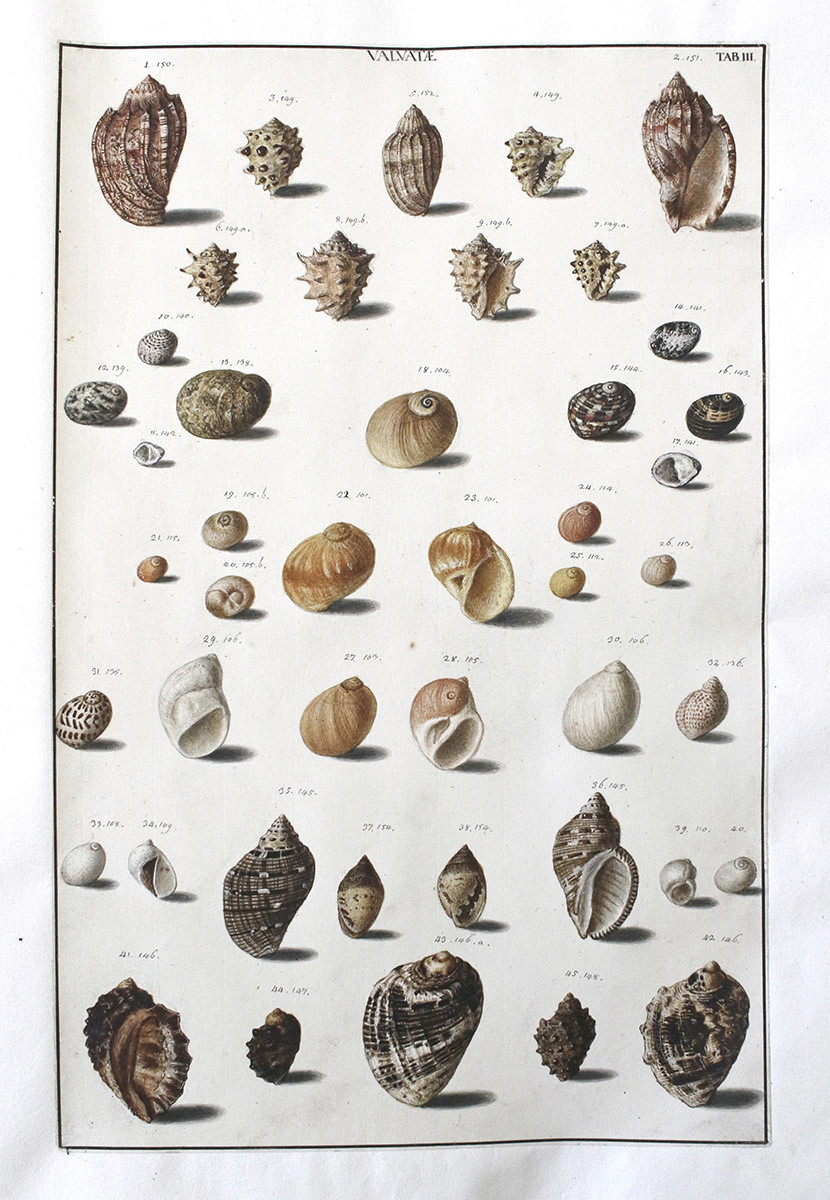 A plate from an old book with small coloured paintings of marine snail shells. Many of them are shown from two sides. The shells are arranged symmetrically around a central vertical axis.