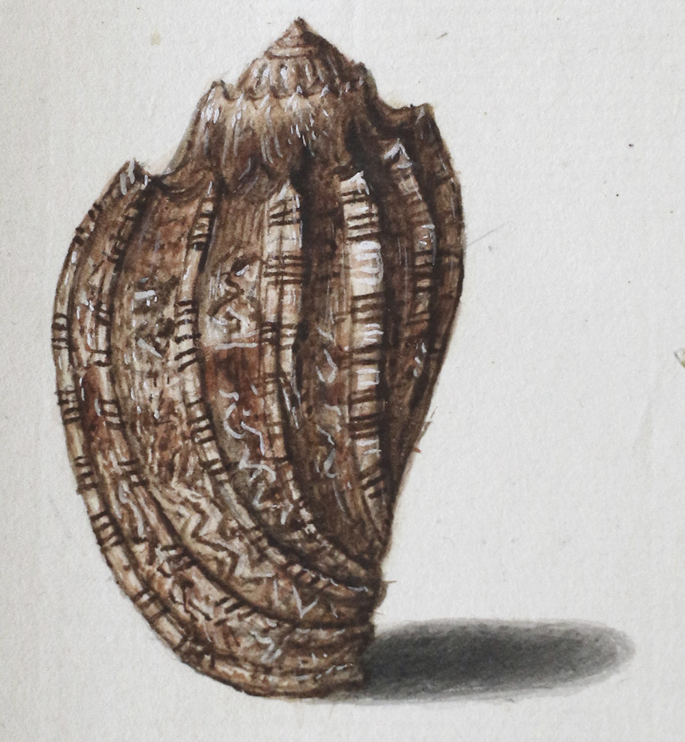 Close-up of the volute shell in dorsal view ('backside')