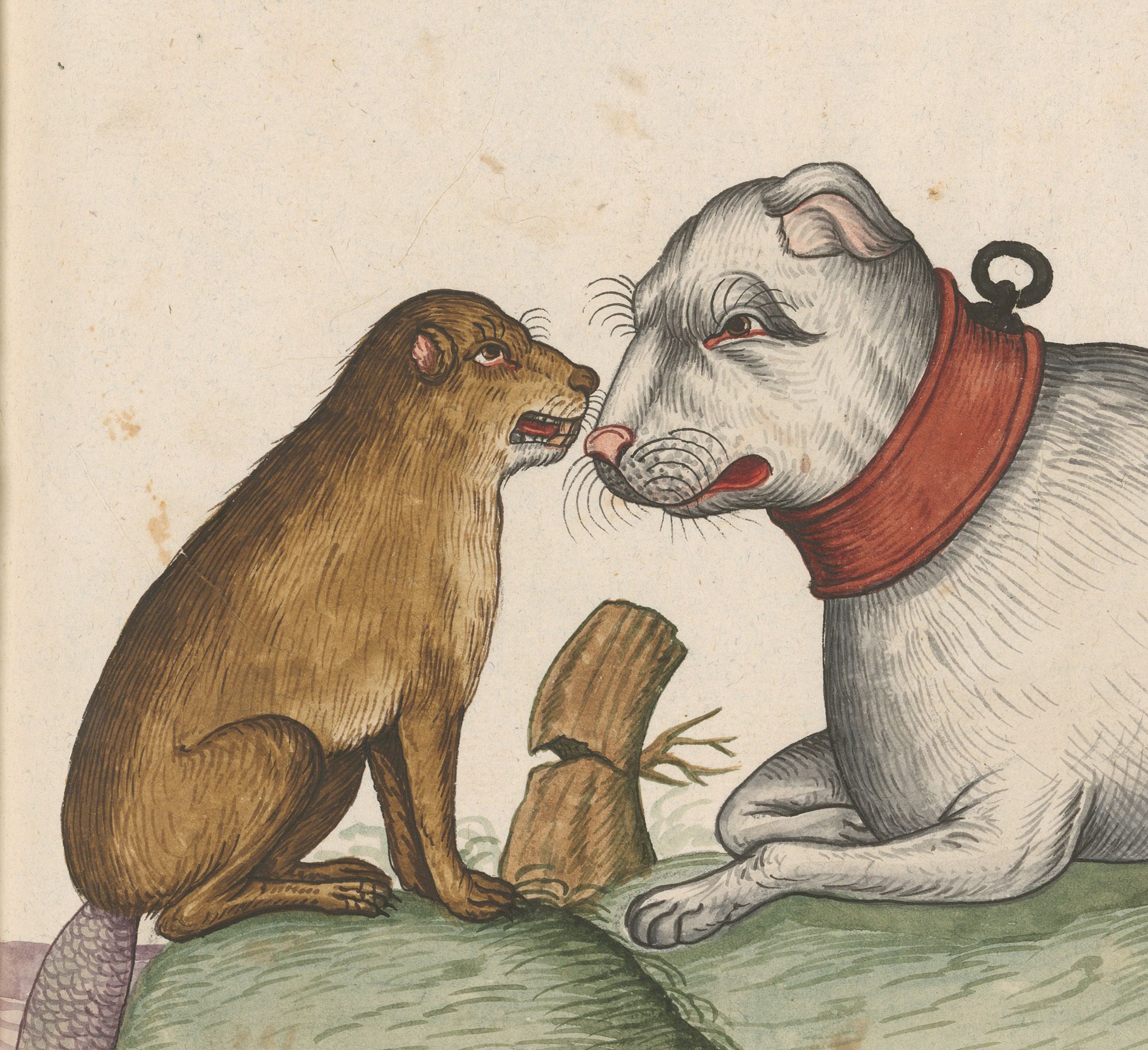 Close-up of the beaver and the dog facing off