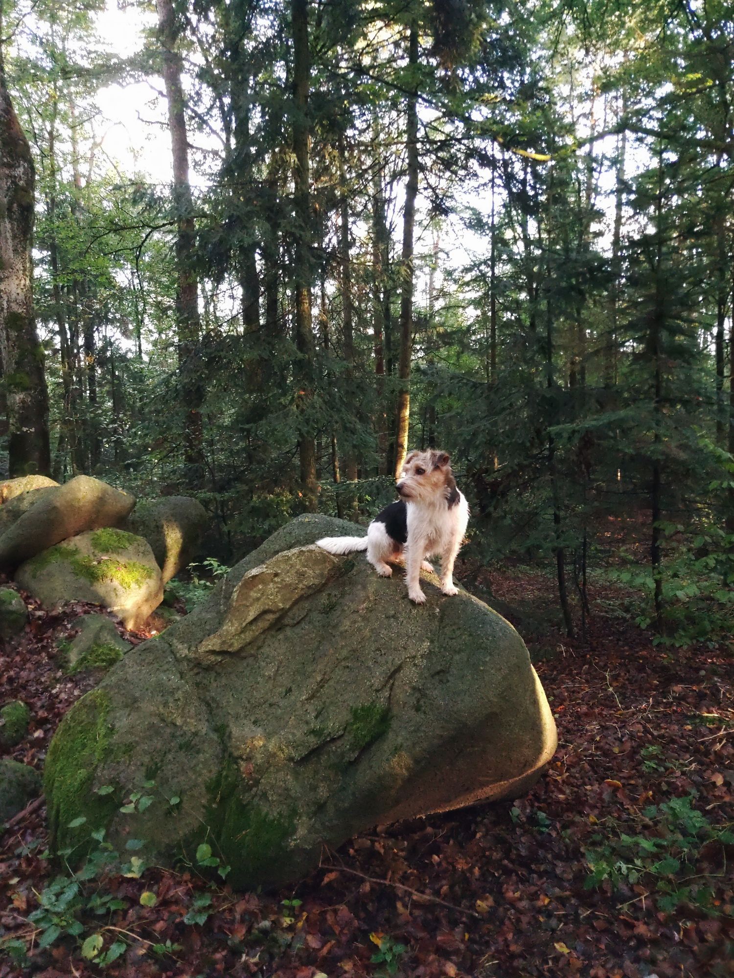 Weiß -schwarz-brauner Terrier sitzt im Wald auf einem Felsbrocken.