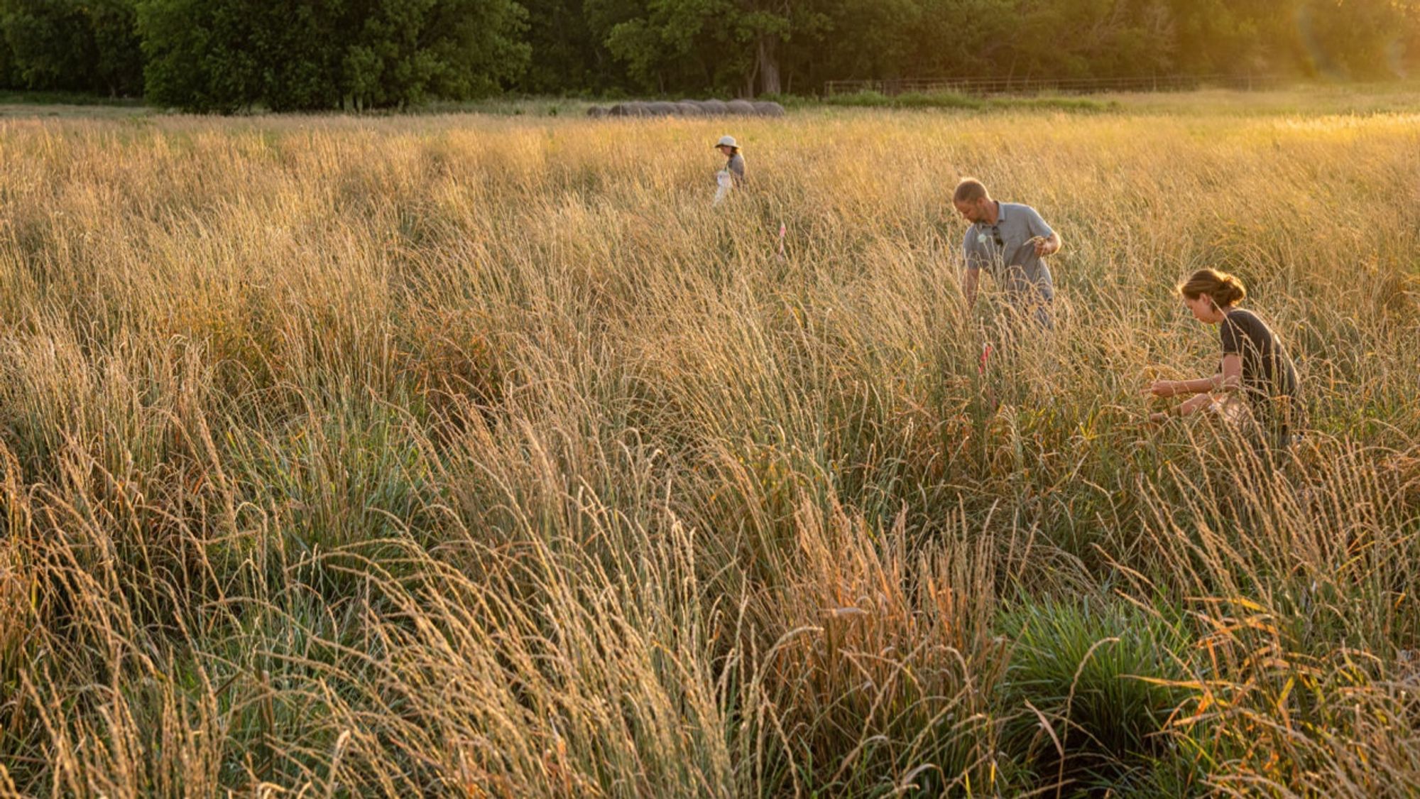 Harvesting heads of Kernza, a newly developed perennial grain, on a research plot in Salina, Kansas. THE LAND INSTITUTE