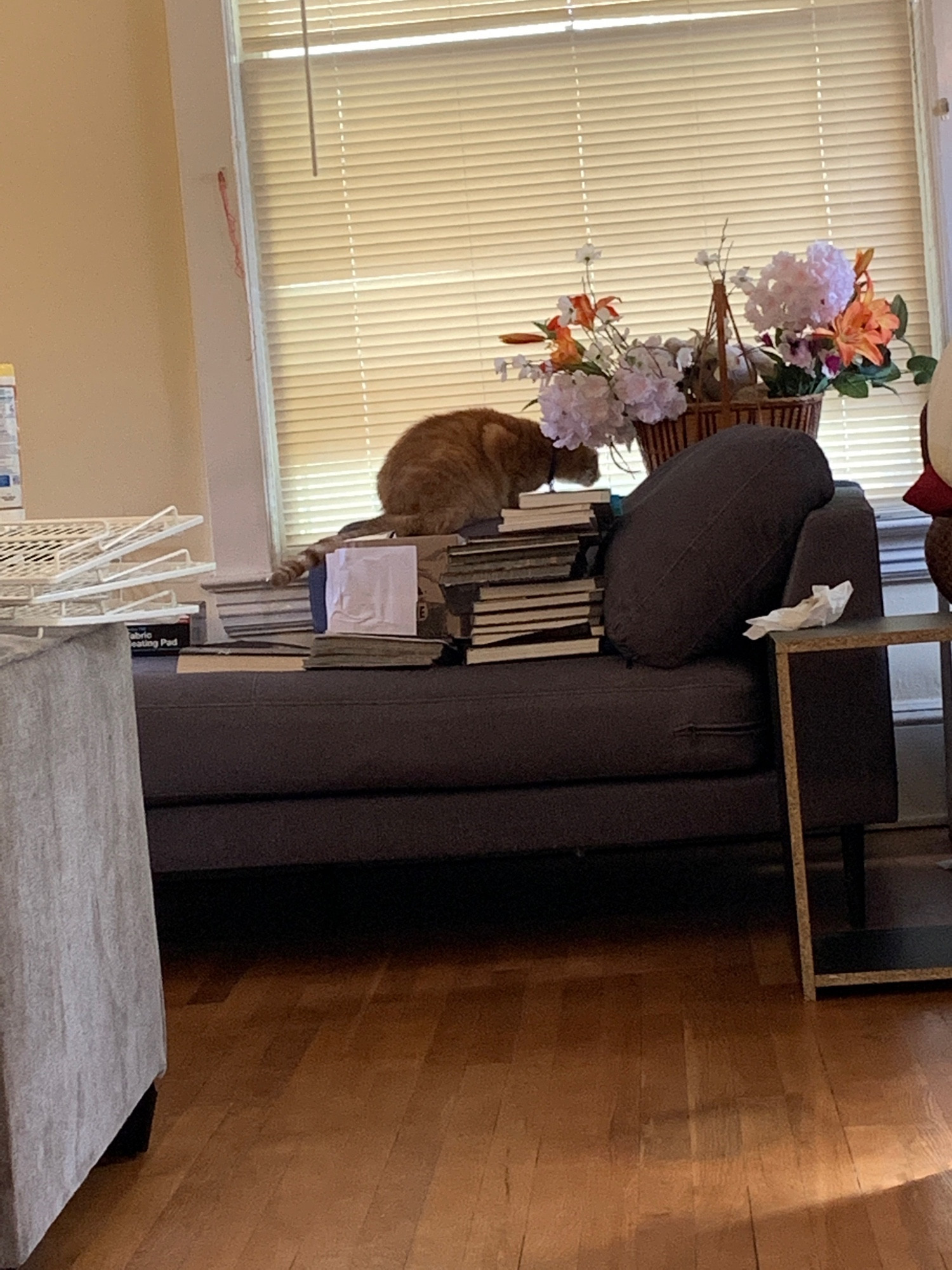 an orange cat perched precariously on a couch covered with stacks of books, next to an equally precariously placed basket of fake flowers. various furniture and items can be seen placed haphazardly in the room