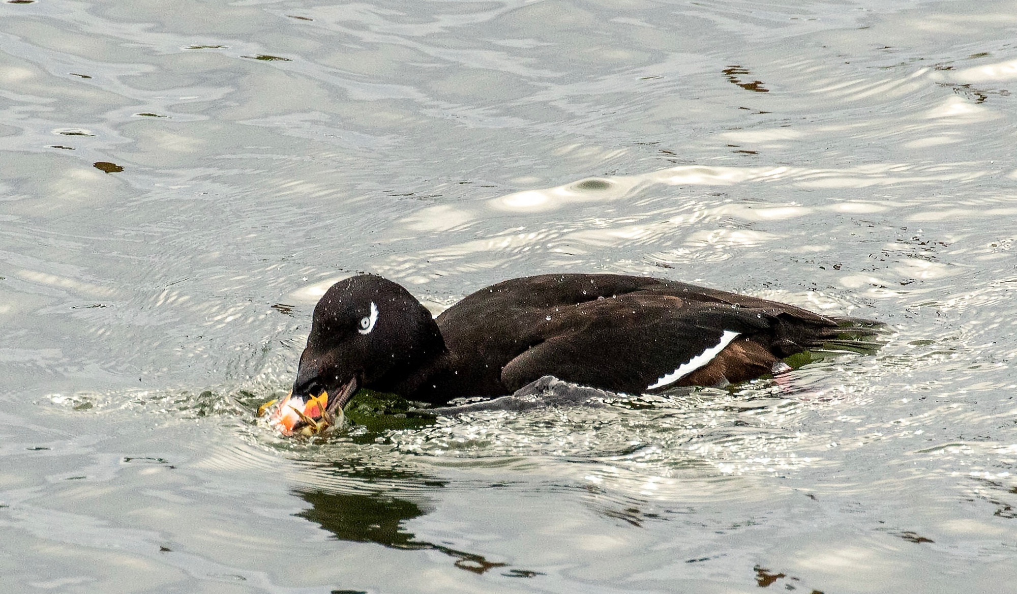 White-winged Scoter eating a crab.