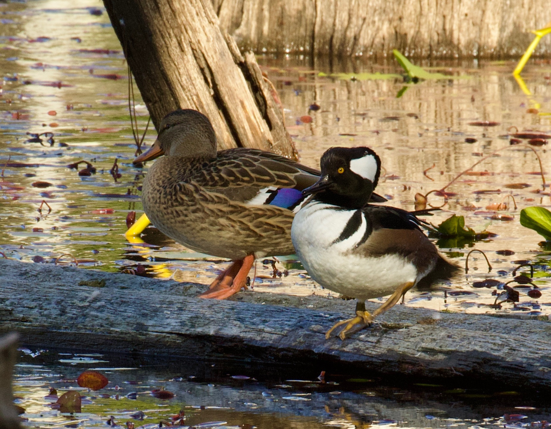 A female Mallard and a male Hooded Merganser on a log in a nearby lake in Oregon.