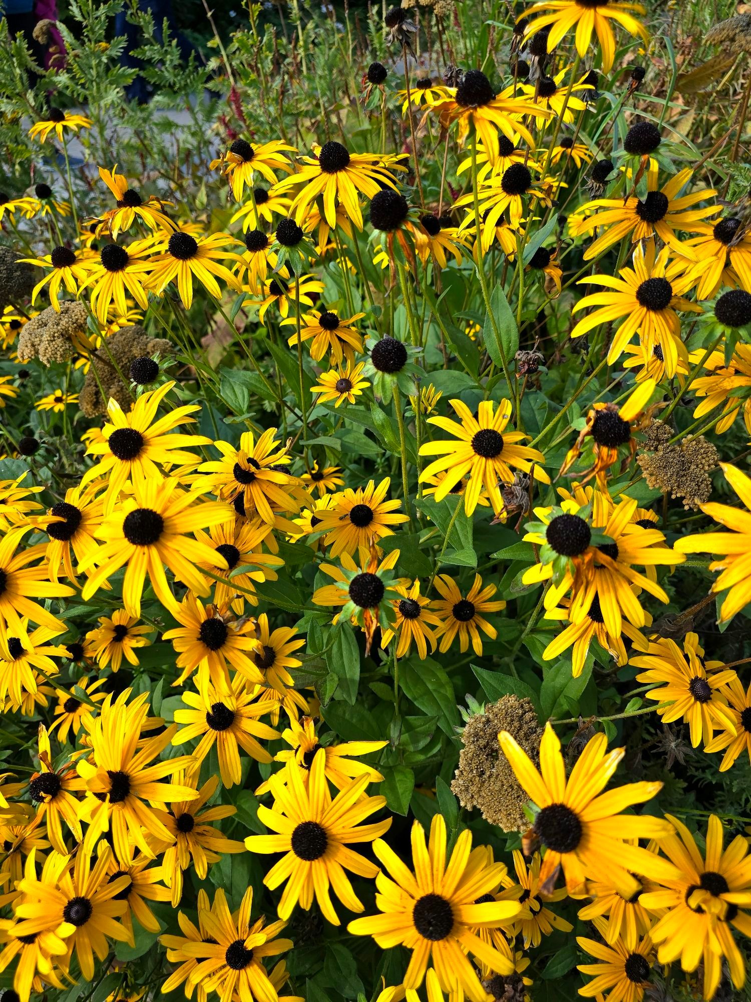 Black-eyed Susans (Rudbeckia) growing along a canal footpath in London. They look splendid on a sunny day.