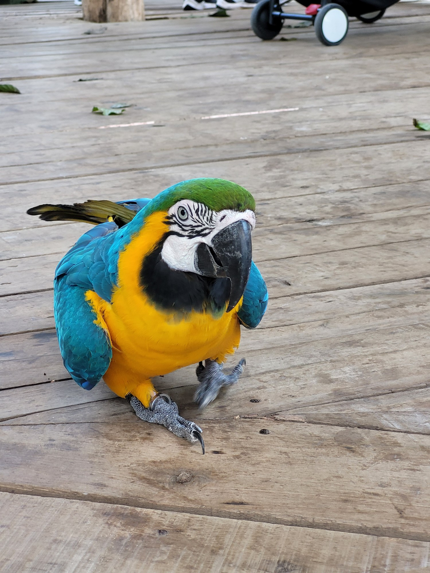 Uma arara com asas azuis, peito amarelo, cabeça verde e rosto branco com algumas listras pretas perto dos olhos azuis. O bico curvo é preto. Ela desfila e olha para a pessoa que tirou a foto, eu. 