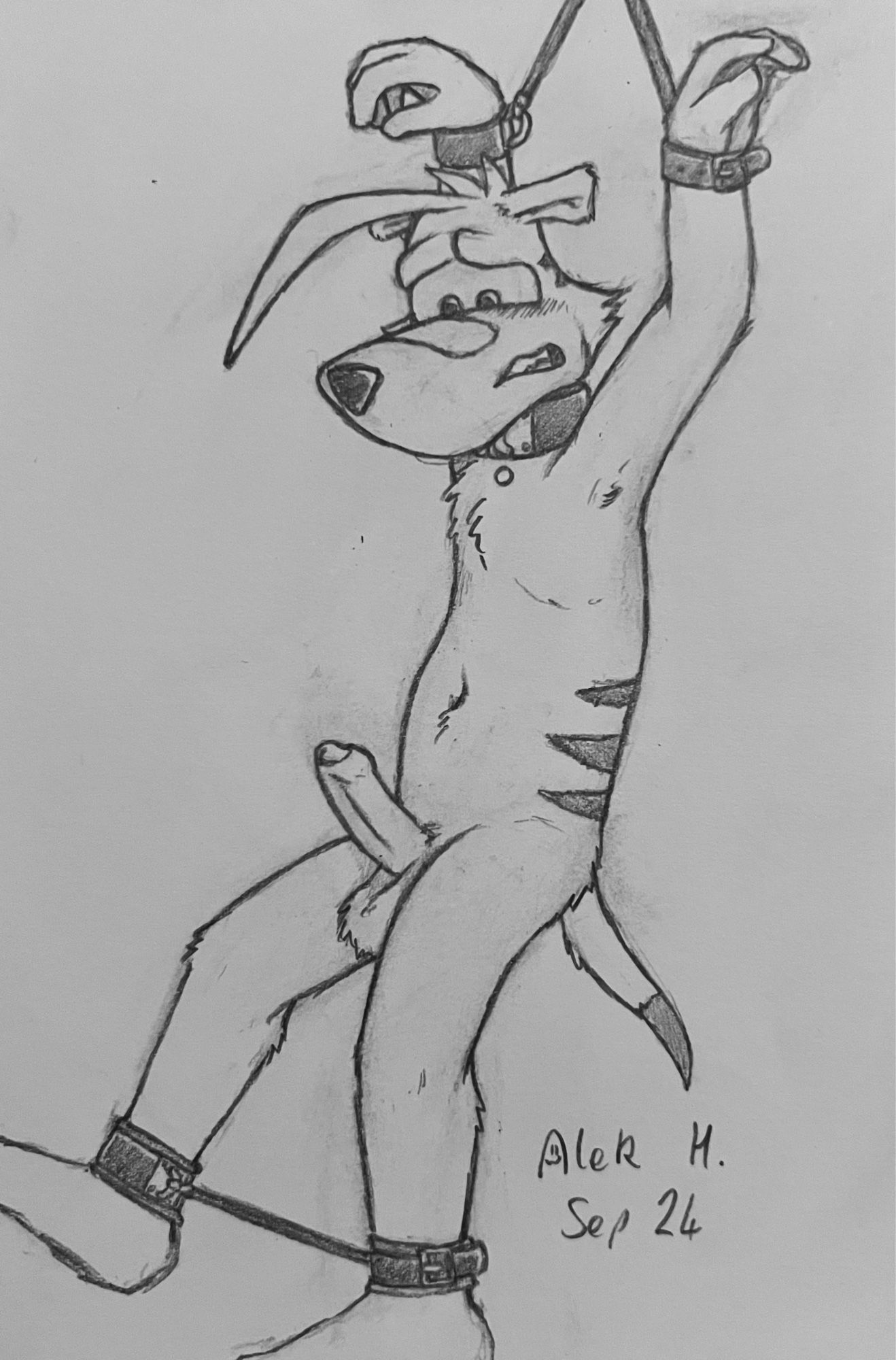 Ty the Tasmanian Tiger nude and caught in light bondage with an erection.