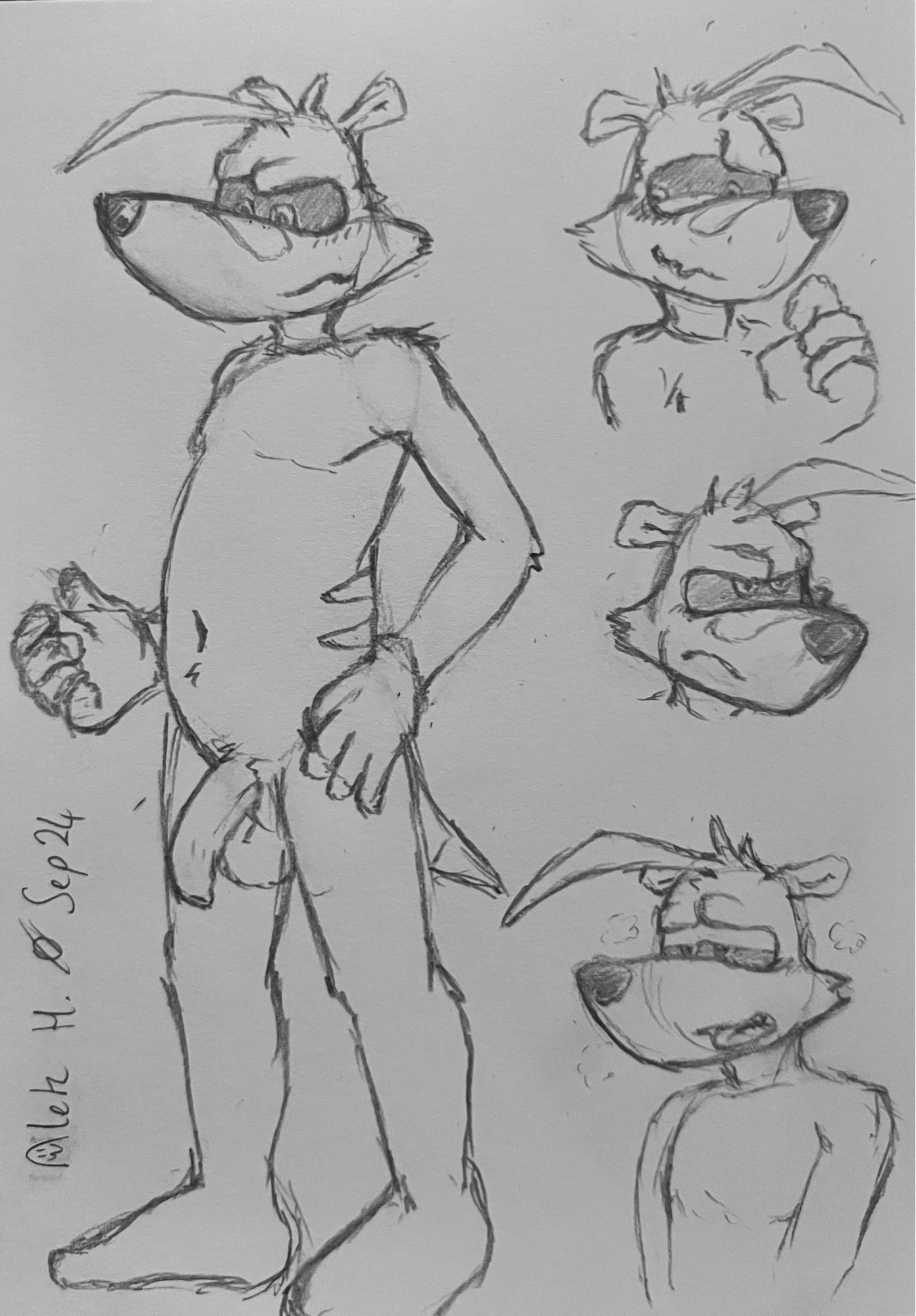 Pencil sketches of Ty the Tasmanian Tiger, nude with an uncircumcised penis, and some expressions.