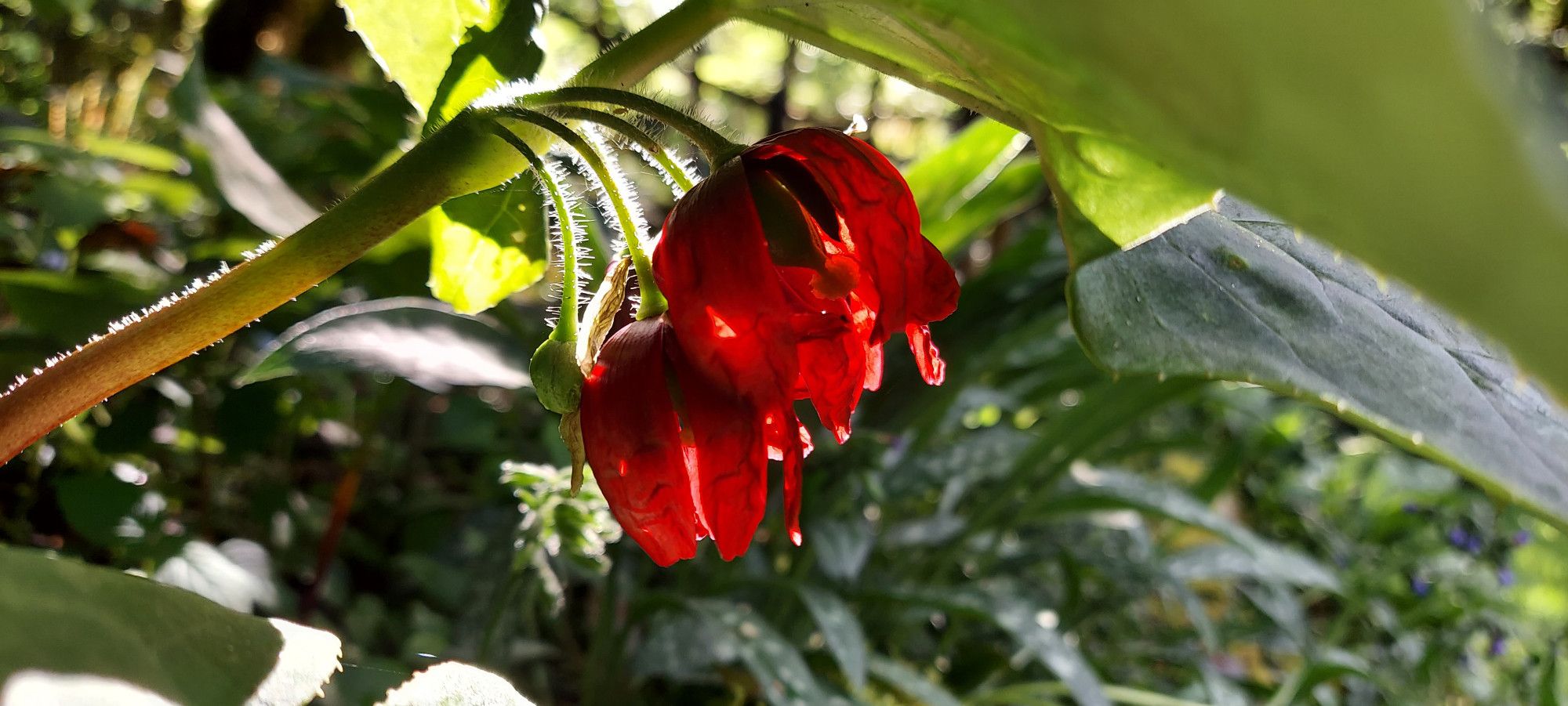 Back lit, scarlet podophylum flower.