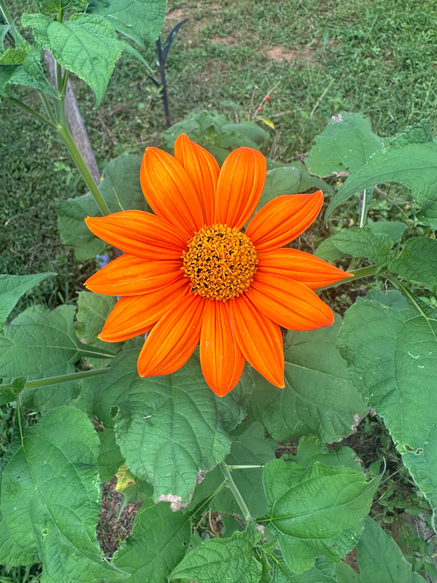 A bright orange sunflower