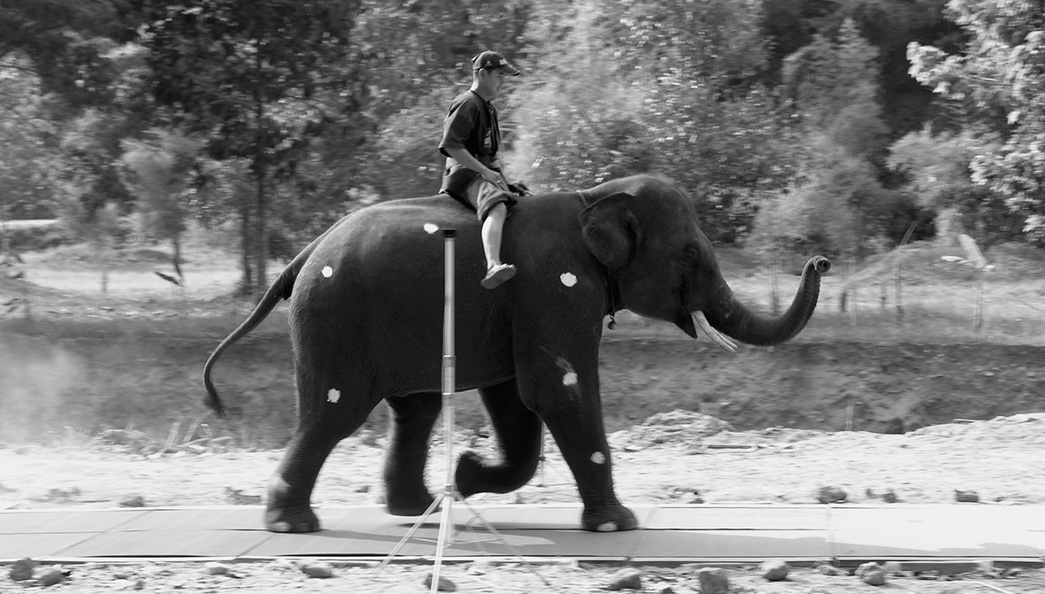 Photograph of an Asian elephant (Elephas maximus) being ridden by a mahout walking across the force plate walkway with white markers painted on the skin. Photo credit: Joackim Genin.