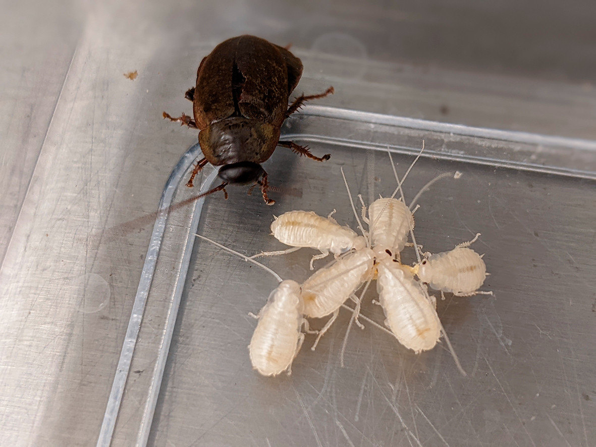 A photo of a Pacific beetle mimic cockroach (Diploptera punctata) with her nymphs. Photo credit: Sinead English.
